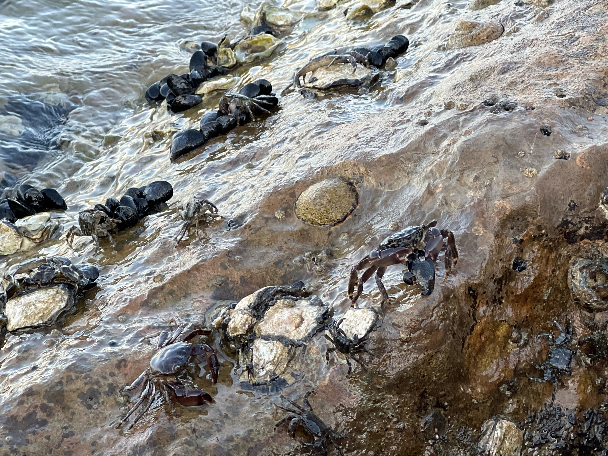 The image depicts a rocky shoreline with several crabs and mussels. In the foreground, a dark-shelled crab is positioned on a wet, textured rock, with its legs spread out. To its left, another crab is partially obscured by a cluster of mussels attached to a light-colored rock. In the mid-ground, more mussels are visible, some partially submerged in the water. A larger crab with a reddish-brown shell is seen walking on the rock. In the background, the water is shallow and appears calm with ripples. The overall scene is a natural coastal environment. This scene is found on the shores of Caorle, Italy, where such intertidal zones are common.