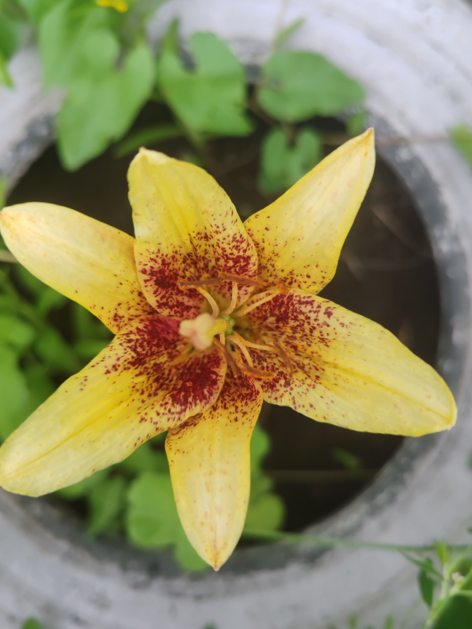 A close-up, top-down shot captures a single yellow lily with dark red speckles in its center. The flower is the focal point, with its six petals unfurling outwards. The petals are a vibrant yellow, gradually fading to a lighter shade near the edges, and are adorned with numerous small, irregular dark red splotches. The center of the flower reveals stamens and pistils, with a light yellow hue. The lily is positioned within a gray, textured pot, the rim of which is visible around the flower. In the background, blurred green foliage suggests an outdoor setting. The overall lighting is soft and diffused, indicating an overcast day or shaded location. There are no people or animals present in the image.
The location is unknown, and therefore it is not possible to determine if this is in Krasnoyarsk, Russia.