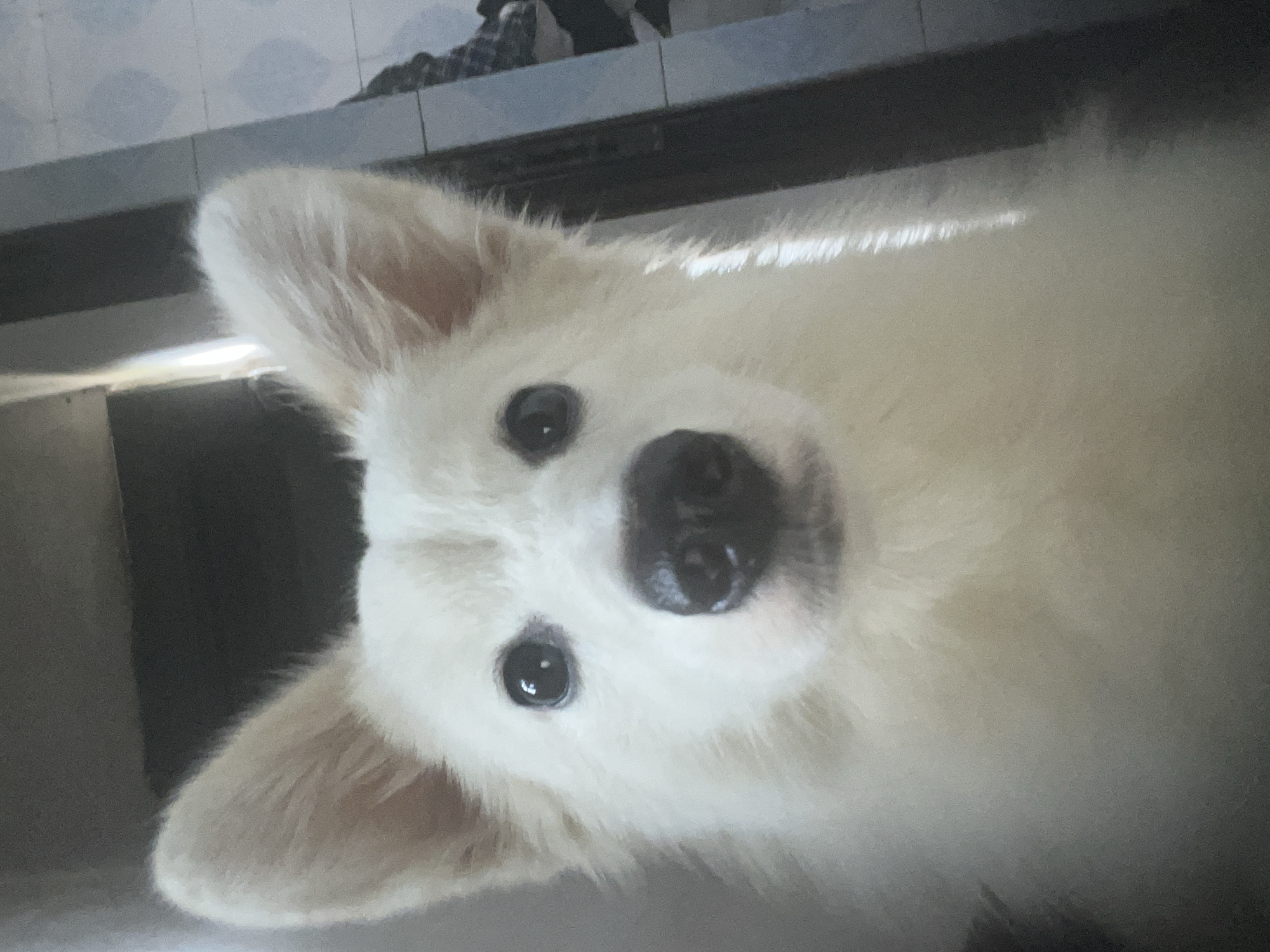 A close-up shot focuses on a fluffy, white dog with a black nose and eyes. The dog's head is slightly tilted towards the camera. The background shows a tiled wall and a dark surface, potentially a counter or shelf. The location of this image in Ikot Ekpene, Nigeria is not discernible. There are no people, specific actions, or interactions visible.