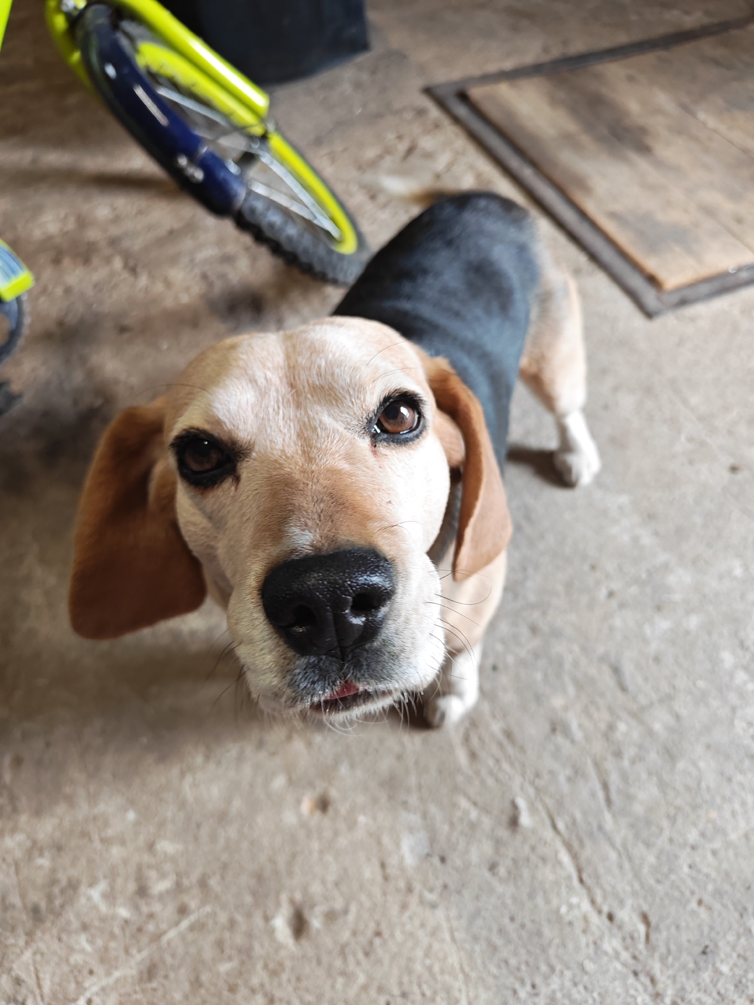 A tri-color Beagle dog, featuring tan fur on its head and ears, a black back, and white markings on its chest and paws, is captured in a close-up, high-angle shot. The dog's face is prominent, with dark, attentive eyes and a black nose. A tiny pink tip of its tongue is visible below its snout.
The dog stands on a light grey concrete floor that exhibits some cracks and textures. In the blurred background to the left, a portion of a child's bicycle with a bright yellow frame and blue wheel components is visible. To the right, another blurred element shows a rectangular wooden plank or hatch embedded within the concrete floor.
The setting appears to be an indoor or semi-enclosed space, possibly a garage, shed, or utility room, consistent with the concrete floor and objects like the bicycle. The lighting suggests it is daytime. The dog's upward gaze implies it is interacting with the photographer, possibly looking for attention or a treat. No text is visible in the image. The location context for this scene is Rybolovo, Russia.