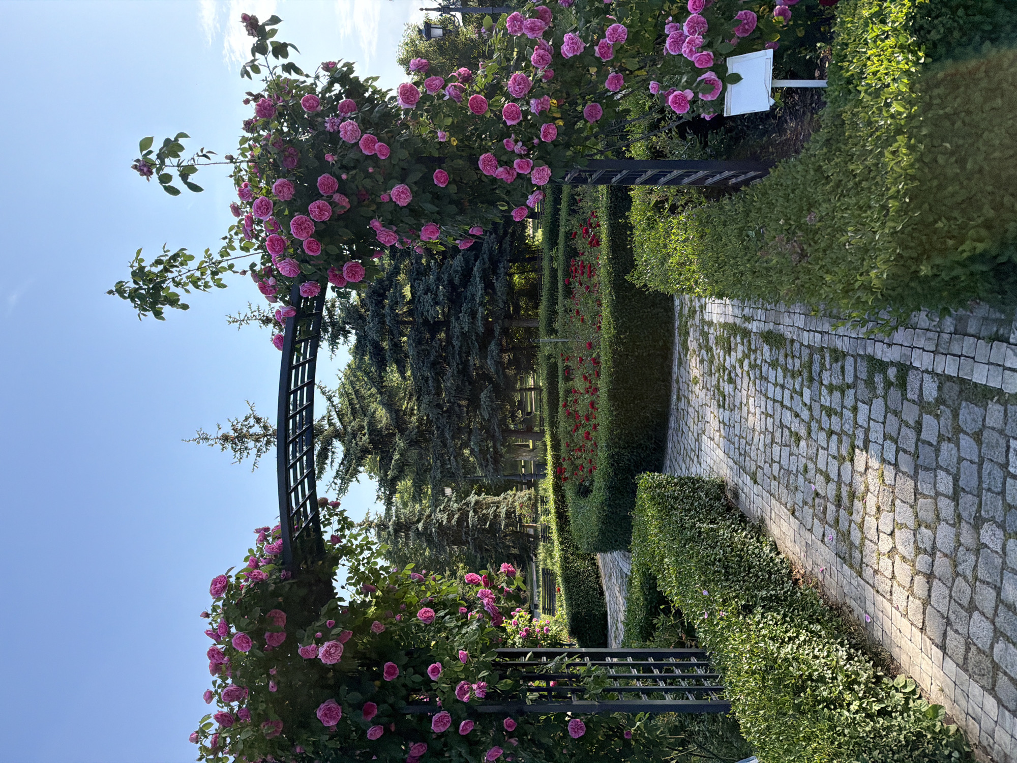 This is an outdoor, eye-level shot of a garden path, likely taken during daylight hours. The path is constructed of gray cobblestones and extends into the distance, bordered by neatly trimmed green hedges on both sides. An archway adorned with pink roses stands at the foreground. Beyond the hedges are taller evergreen trees, adding depth to the scene. The sky is a clear blue, suggesting a sunny day. The location is likely in the city of Sofia, Bulgaria.
