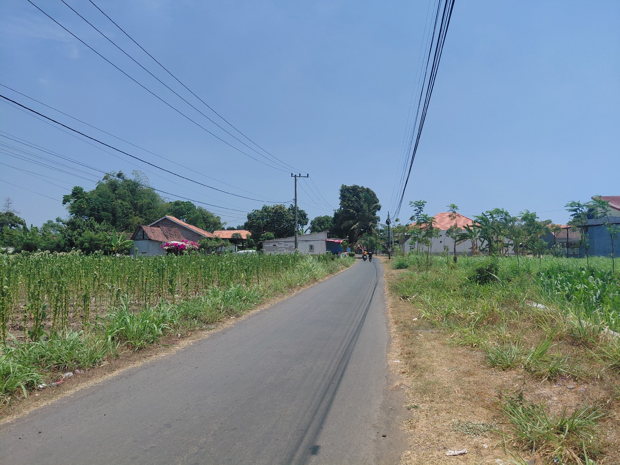 The image depicts a rural roadside scene in Pandean, Indonesia, under a clear blue sky. A paved road, appearing to be a local thoroughfare, stretches into the distance, bordered by a field of tall, green plants on the left and dry, grassy terrain on the right. Several power lines are strung across the sky, supported by utility poles. In the background, traditional Indonesian houses with terracotta roofs are visible amongst lush trees. A person is seen riding a motorcycle down the road, heading away from the viewer. The overall environment suggests a sunny, warm day in a semi-rural or village setting.