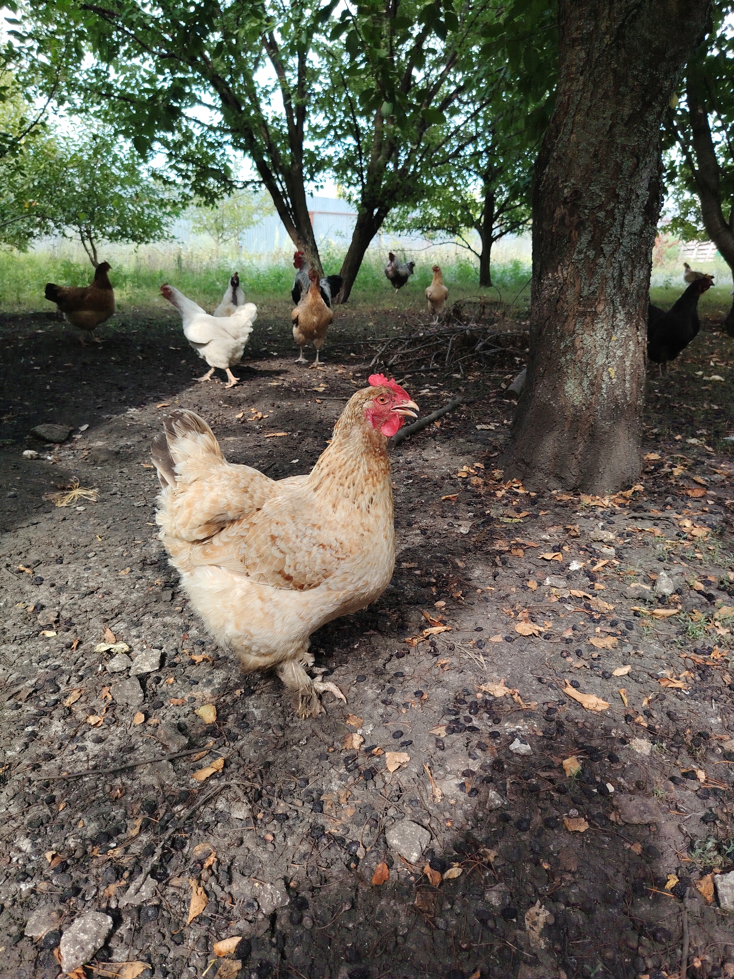 In Volokonovka, Russia, a flock of chickens roams a dirt area shaded by trees. A large, light-brown hen stands in the foreground, facing right with its beak slightly open. Behind it, a white hen stands facing left, and further back, several other chickens of various colors are visible, including a dark-colored rooster near the center and a black hen to the right. The ground is covered with dirt, scattered leaves, and small, dark objects that may be dried fruit or droppings. The trees have rough bark and dense green foliage. The overall scene depicts a rural outdoor setting.