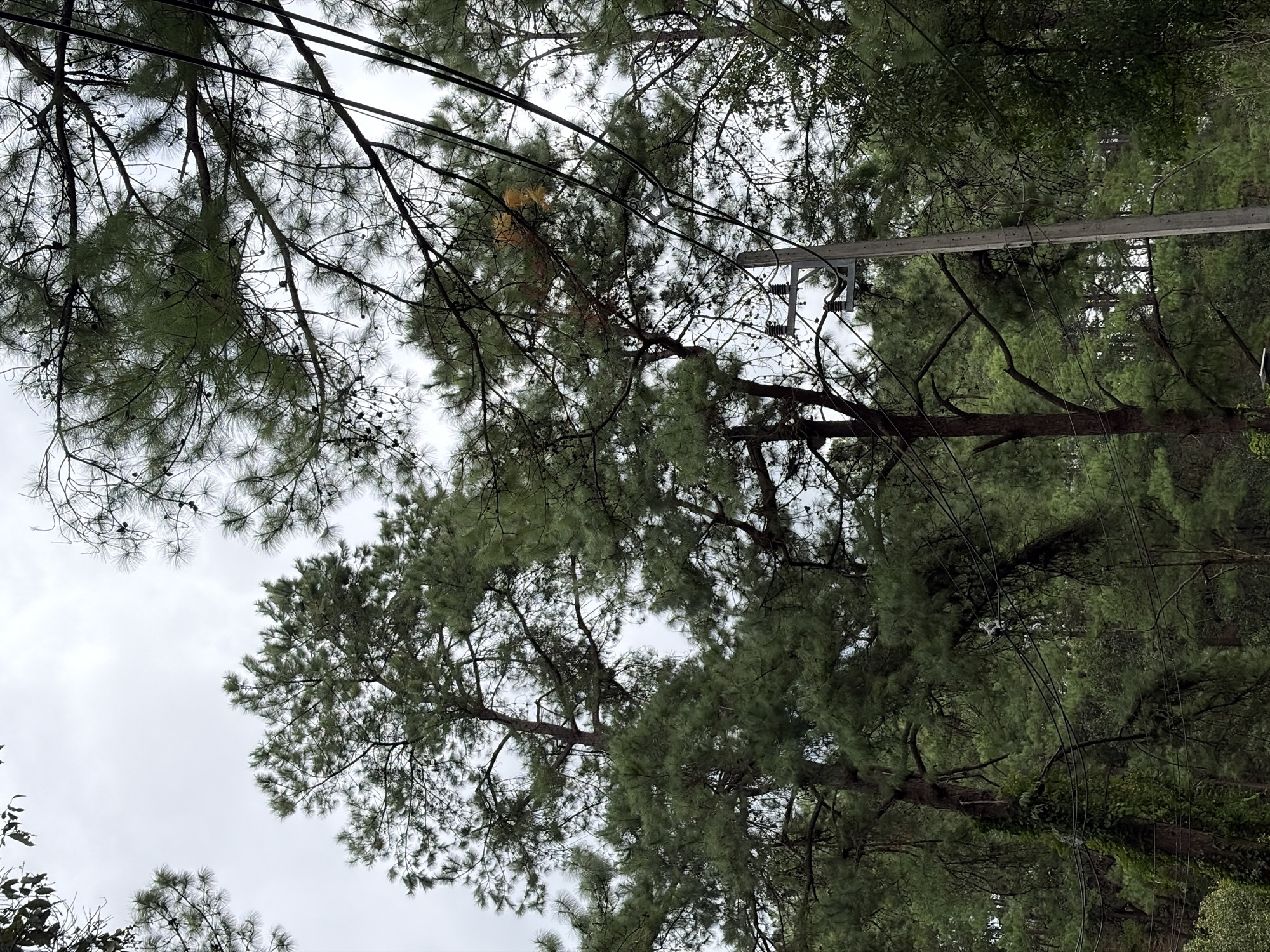 In Mae Win, Thailand, a cluster of pine trees with dense green needles and many small cones dominates the frame. The trees are tall and mature, with thick trunks. Some branches are intertwined with power lines, which are supported by a concrete utility pole. The sky is overcast and a pale gray. The surrounding environment appears to be a forested area with other trees visible in the background, some of which are covered in moss. The scene is calm and natural, with no people or animals present. The image seems to have been taken from a low angle, looking up into the canopy.