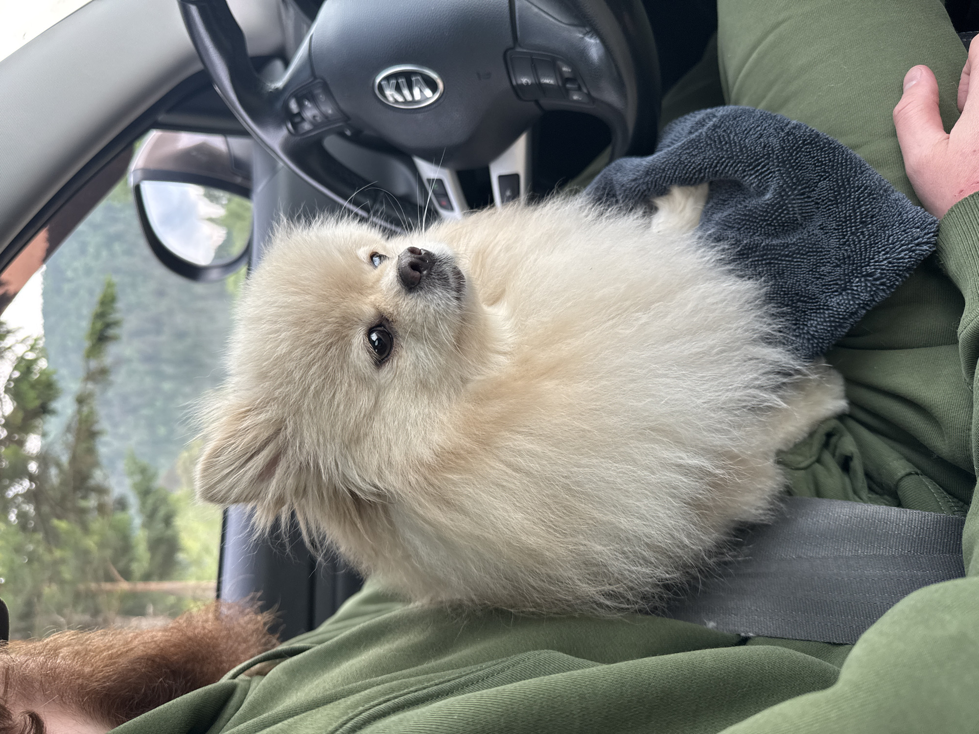 A fluffy, light-colored Pomeranian dog sits in the lap of a person in the passenger seat of a car, facing the steering wheel. The dog is looking to the right. The person is wearing a green hooded sweatshirt and green pants. A dark blue towel is draped over the person's arm and partially under the dog. The car's steering wheel, with the Kia logo visible, is in the foreground. The background shows a blurred view of trees and mountains through the car windows, suggesting a natural, possibly rural or mountainous, outdoor setting. The image does not contain any recognizable landmarks or information that would allow for specific identification of the location within Narva, Russia.