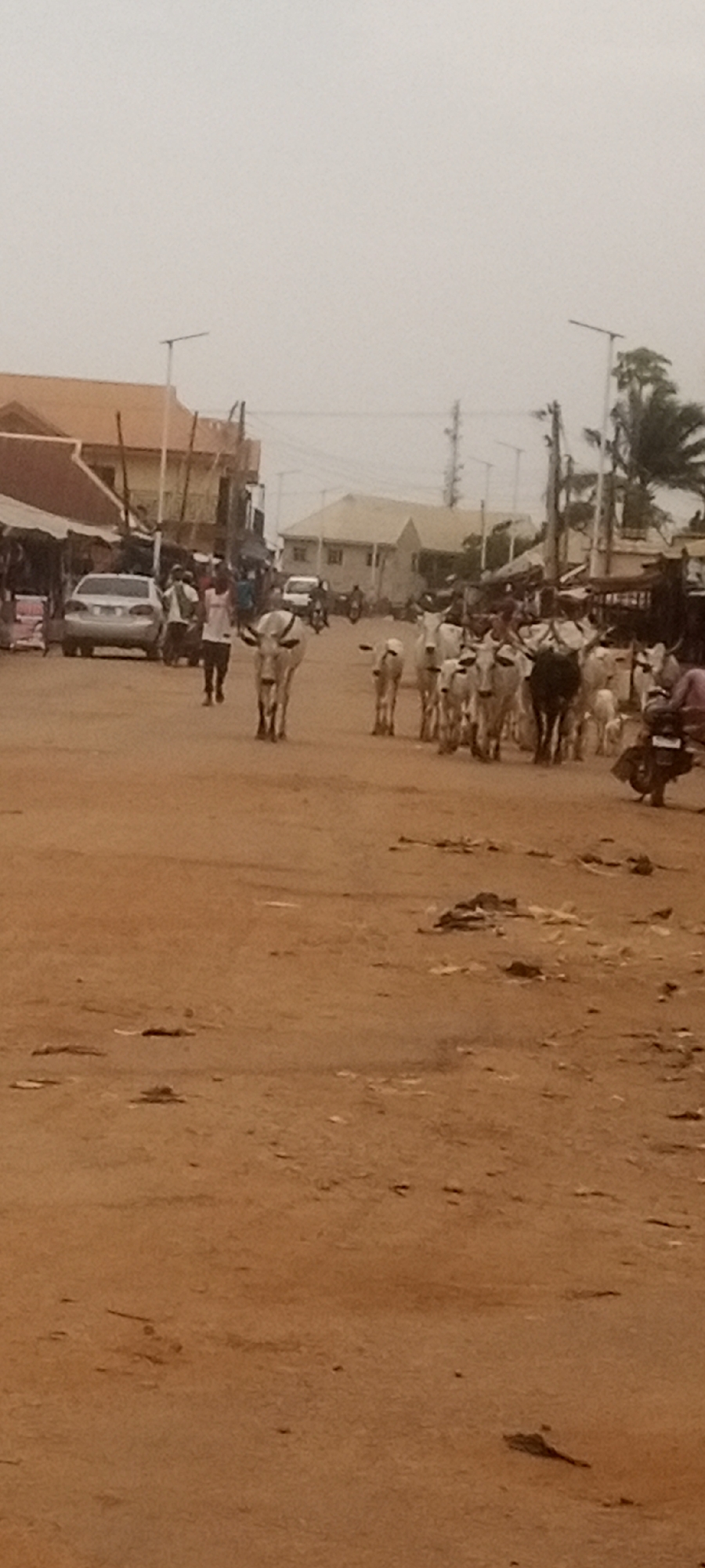 The image depicts a bustling street scene in Sabon Tasha, Nigeria, characterized by a mix of human and animal activity. The central subjects are a large herd of zebu cattle, predominantly white or light-colored, including several calves, moving along a wide, unpaved, reddish-brown dirt road. One dark-colored cow is visible within the herd on the right.
Several people are present, including one individual in a light-colored shirt walking near the front of the cattle on the left, possibly herding them. Other figures are scattered in the background near buildings and vehicles. On the left side of the road, a silver sedan is parked or moving slowly, and a white van is visible further back. A motorcycle is parked or being ridden on the far right.
The street is flanked by various buildings, appearing to be single or two-story structures with reddish-brown roofs, indicative of a town or semi-urban setting. Modern streetlights and utility poles with power lines run along the sides of the road. Some palm trees and other sparse greenery are visible on the right.
The sky is overcast and hazy, suggesting either an early morning, late afternoon, or simply a very cloudy and dusty day. The ground is dry and dusty, with some debris scattered across it. The overall atmosphere conveys a lively, everyday scene in a community where livestock and urban elements coexist. No discernible text is visible in the image.