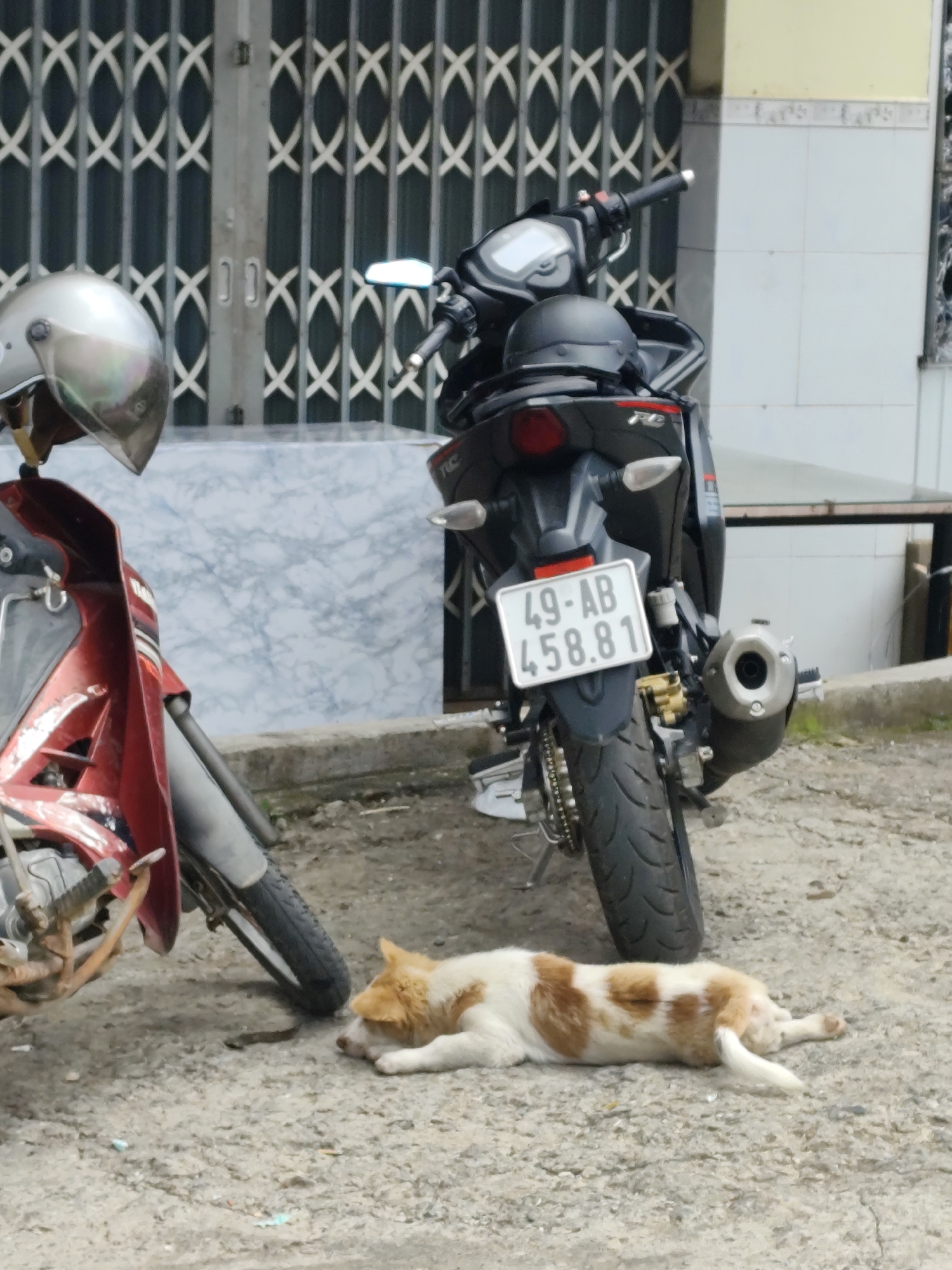 The image depicts an outdoor scene, likely in the city of Da Lat, Vietnam, with two motorcycles and a dog. One motorcycle is red, and the other is black. A silver helmet rests on the black motorcycle. In the foreground, a small dog with white and brown fur lies on the ground, appearing to be asleep or resting. The ground is paved with a rough, gray material. In the background, a collapsible metal gate is visible, behind which are walls with tiled sections. The environment suggests a street or alleyway in an urban setting.