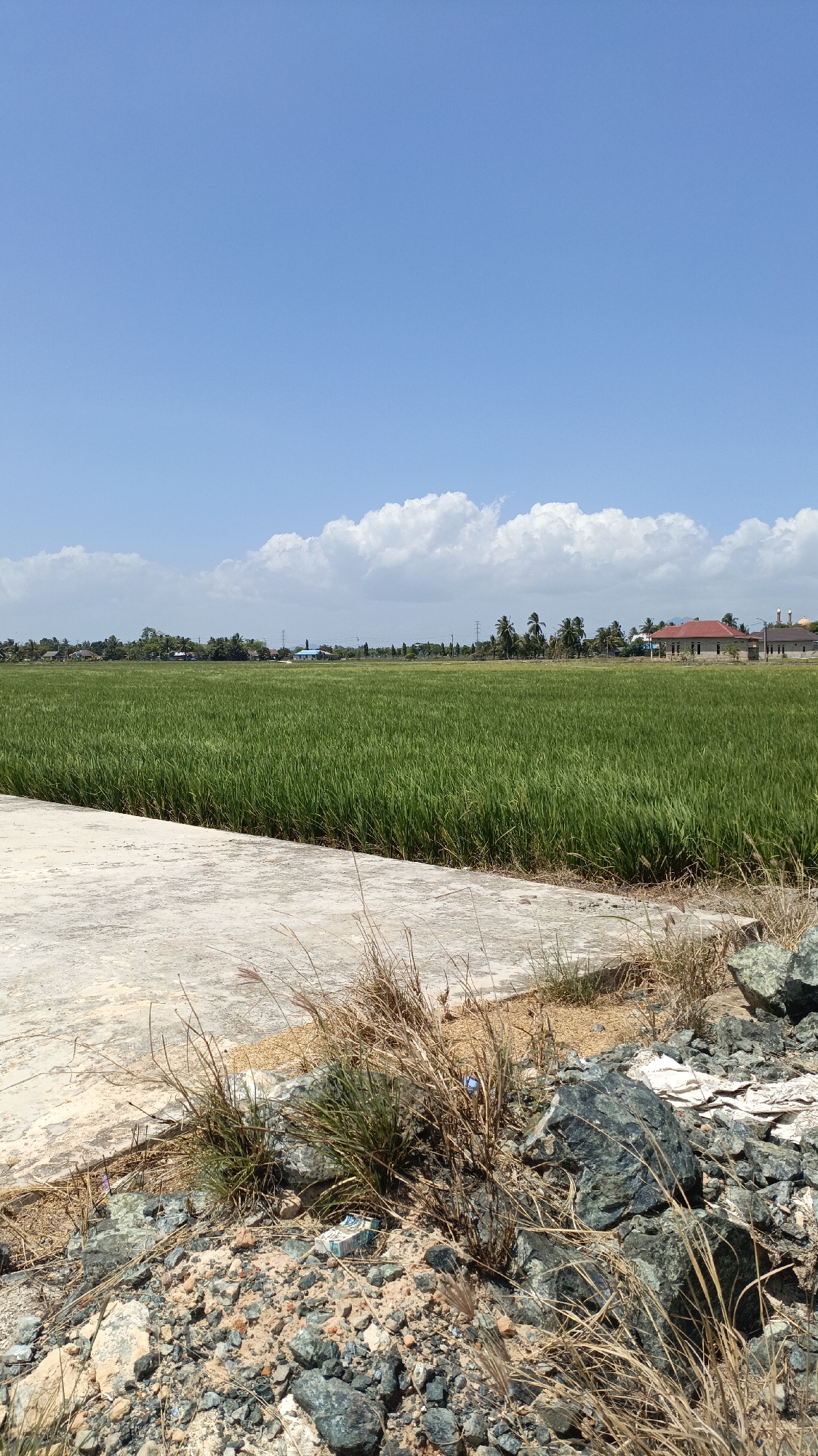 A wide, low-angle shot depicts a rural Indonesian landscape under a bright, clear blue sky dotted with scattered white clouds. In the foreground, a rough, light-colored concrete surface slopes from the bottom left corner towards the middle ground. To the right of the concrete, a jumble of rocks and dry, straw-like grass occupies the immediate foreground.
The mid-ground is dominated by a vast, vibrant green rice paddy, stretching horizontally across the frame and extending into the distance. The dense stalks of rice are uniformly green, creating a textured carpet.
In the background, a line of buildings and trees marks the horizon. Notably, a red-roofed building with white walls stands out to the right, accompanied by other structures and palm trees. Power lines and utility poles are also visible interspersed with the greenery and buildings. The overall impression is one of a sunny, agricultural environment. The image appears to be taken in the vicinity of Batarang, Indonesia, a region known for its rice cultivation.