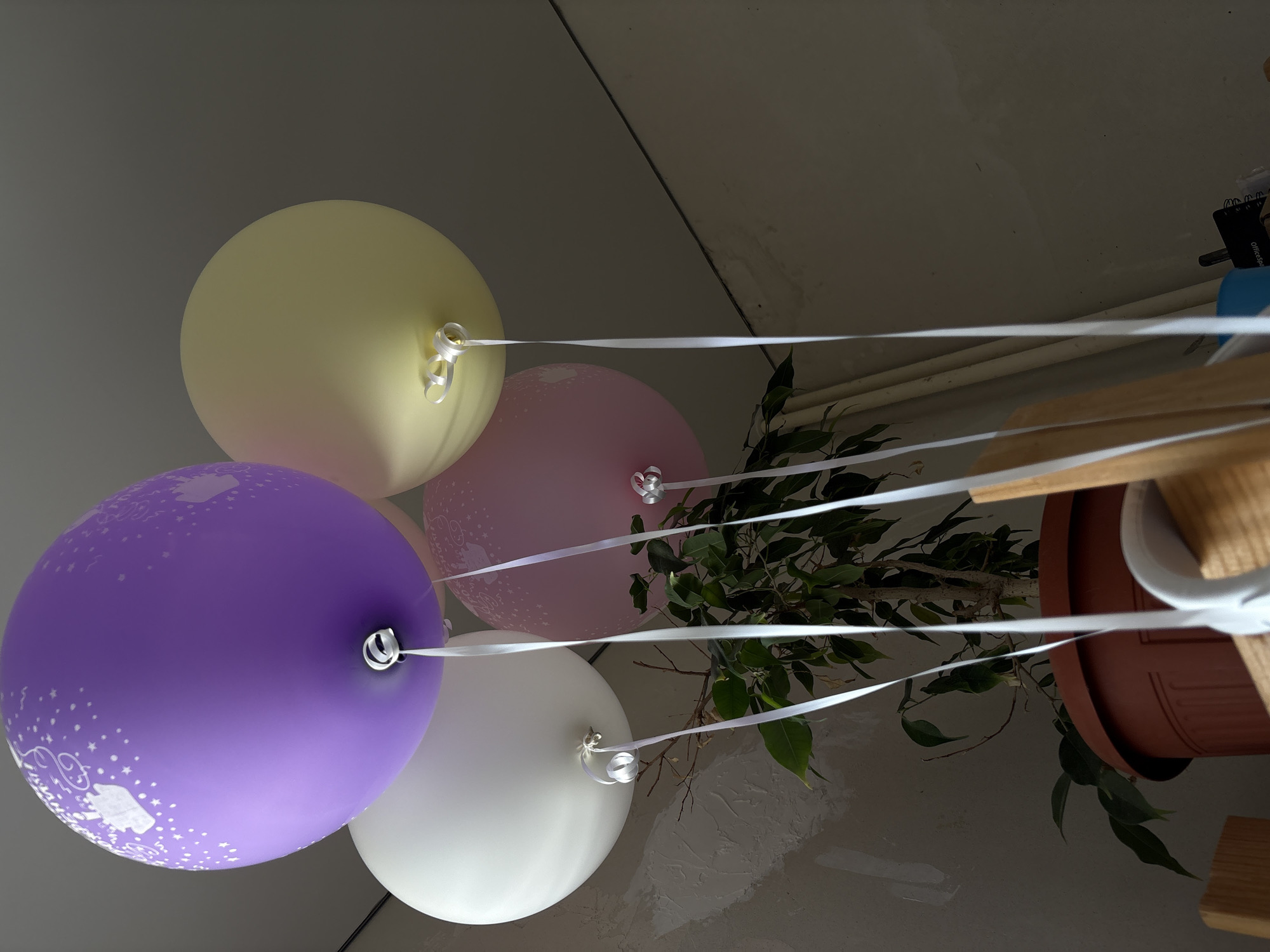 A low-angle shot captures four balloons floating indoors, tethered by white ribbons. The balloons are a light purple with white star and crown patterns, pale yellow, white, and light pink. They are positioned above a potted ficus plant with green leaves and a brown planter. The background consists of a textured, light gray wall and some white pipes, suggestive of an interior residential or commercial space. The image is taken in Rostov-on-Don, Russia.