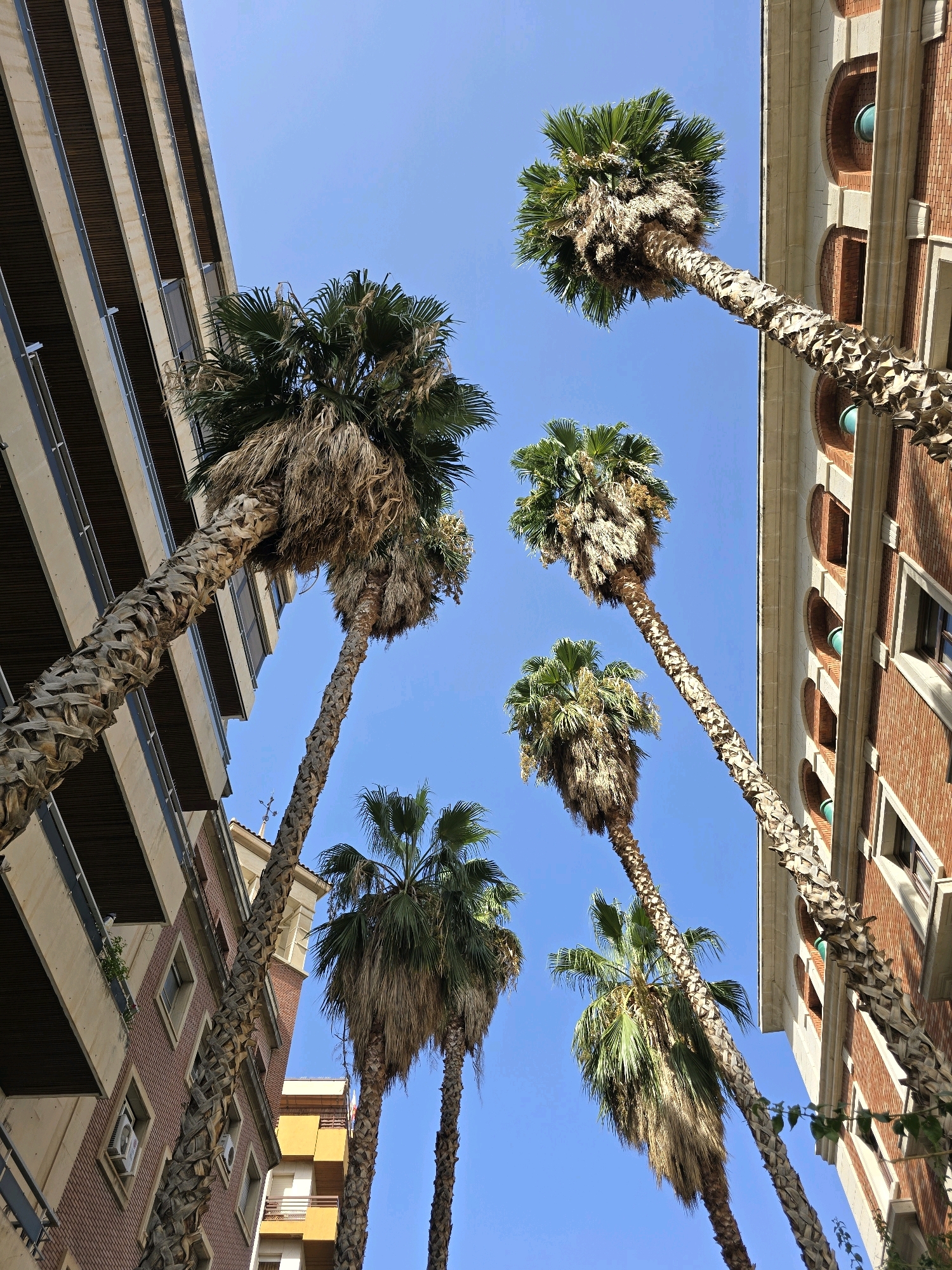 The image depicts a view looking upwards towards a clear blue sky, framed by two buildings and several palm trees. On the left, a modern building with a light-colored facade and dark horizontal accents, likely balconies, is visible. On the right, a building constructed of reddish-brown brick with arched window openings and white trim is shown. Several tall palm trees, with rough, textured trunks and green fronds, are positioned between and in front of these buildings, their fronds reaching towards the sky. The scene suggests an urban environment in a warm climate. The architecture of the brick building with arched windows is characteristic of some historic areas in Jaén, Spain.