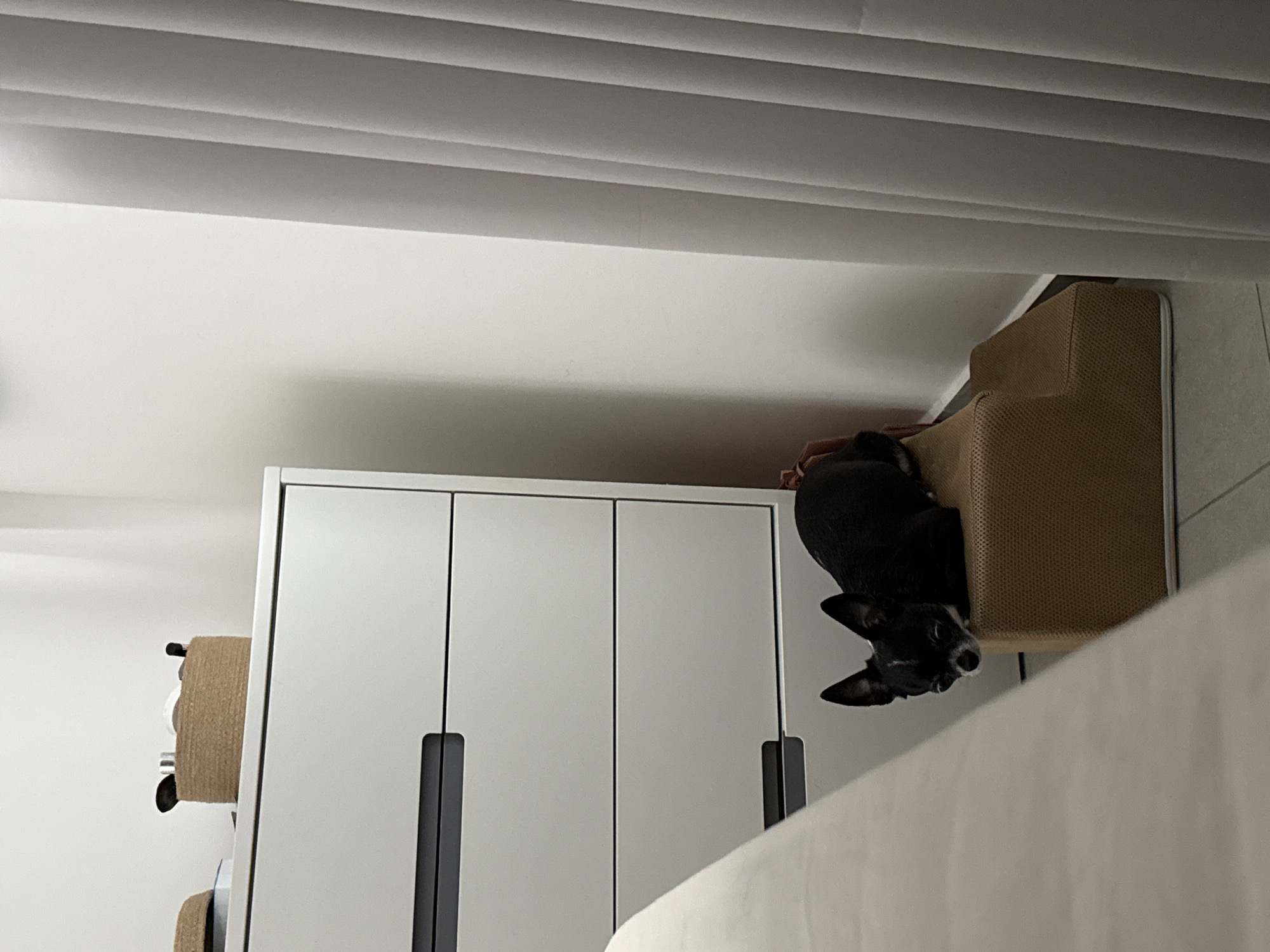 A black dog is lying on a set of tan-colored pet stairs, which are positioned next to a white wardrobe. The scene appears to be indoors, likely a residential setting. The location is unknown.