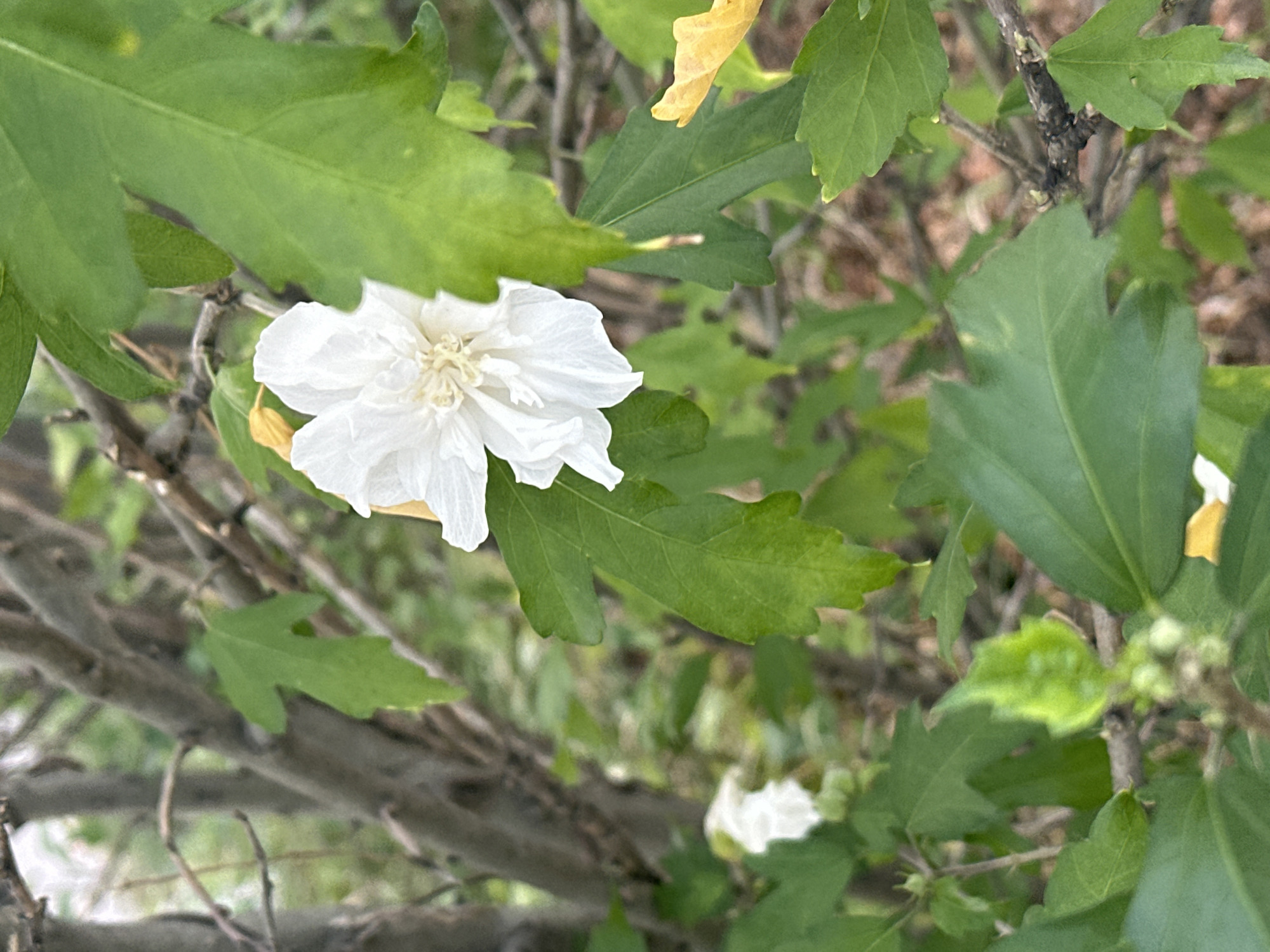 The image is a close-up shot of a white flower with delicate petals and a textured center, likely a hibiscus variety, blooming on a branch surrounded by lush green foliage. The flower is the primary subject, sharply in focus, with its intricate details visible. In the background, branches and leaves create a natural, slightly blurred setting. There is another smaller white flower visible in the lower left corner of the frame, also out of focus. A single yellow leaf is also present in the upper right quadrant. The overall impression is one of natural beauty and tranquility.
The location is a garden or park in Sochi, Russia, characterized by abundant vegetation and a mild climate suitable for flowering plants. The time of day appears to be daytime, with soft, natural lighting. There are no people or animals present in the image. The scene depicts a moment of natural growth and blooming, highlighting the aesthetic qualities of the flower and its environment.