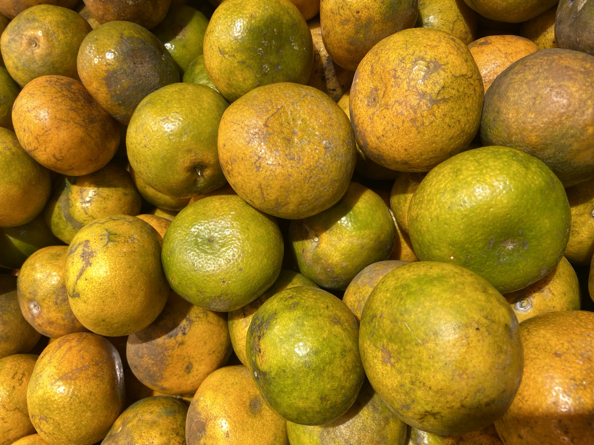 A close-up, overhead shot captures a dense pile of ripe tangerines. The tangerines are a mix of vibrant yellow and green, with some showing slight blemishes or darker spots on their peel. The texture of the fruit is bumpy and uneven, indicating a natural, unpolished state. The lighting casts subtle shadows, highlighting the spherical shapes of the individual fruits and creating a sense of depth within the pile. The image appears to be taken in an outdoor market setting, likely in Banda Aceh, Indonesia, where such produce is commonly sold. There are no people or visible actions, only the still arrangement of the fruit.
