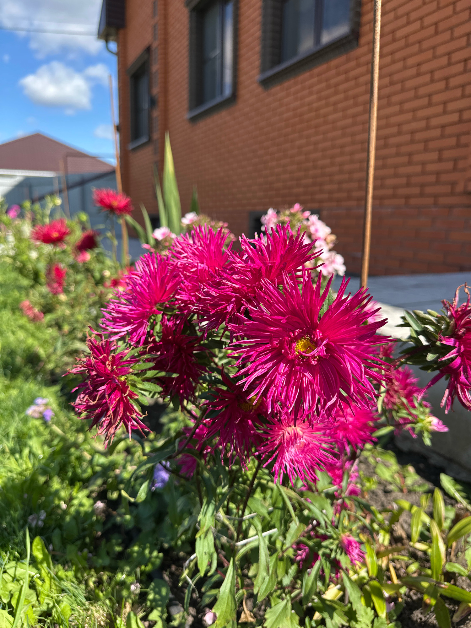 The image captures a vibrant cluster of pink aster flowers in bloom, positioned in the foreground of a garden. Behind the flowers, a brick building with dark-paned windows is visible, suggesting an urban or suburban setting. A portion of a reddish-brown roof and a clear blue sky with scattered white clouds are also present in the background. The scene appears to be a sunny day, highlighting the bright colors of the flowers and the textures of the brickwork. The location is identified as Buinsk, Russia, though no specific landmarks confirm this. No people are present in the image.
