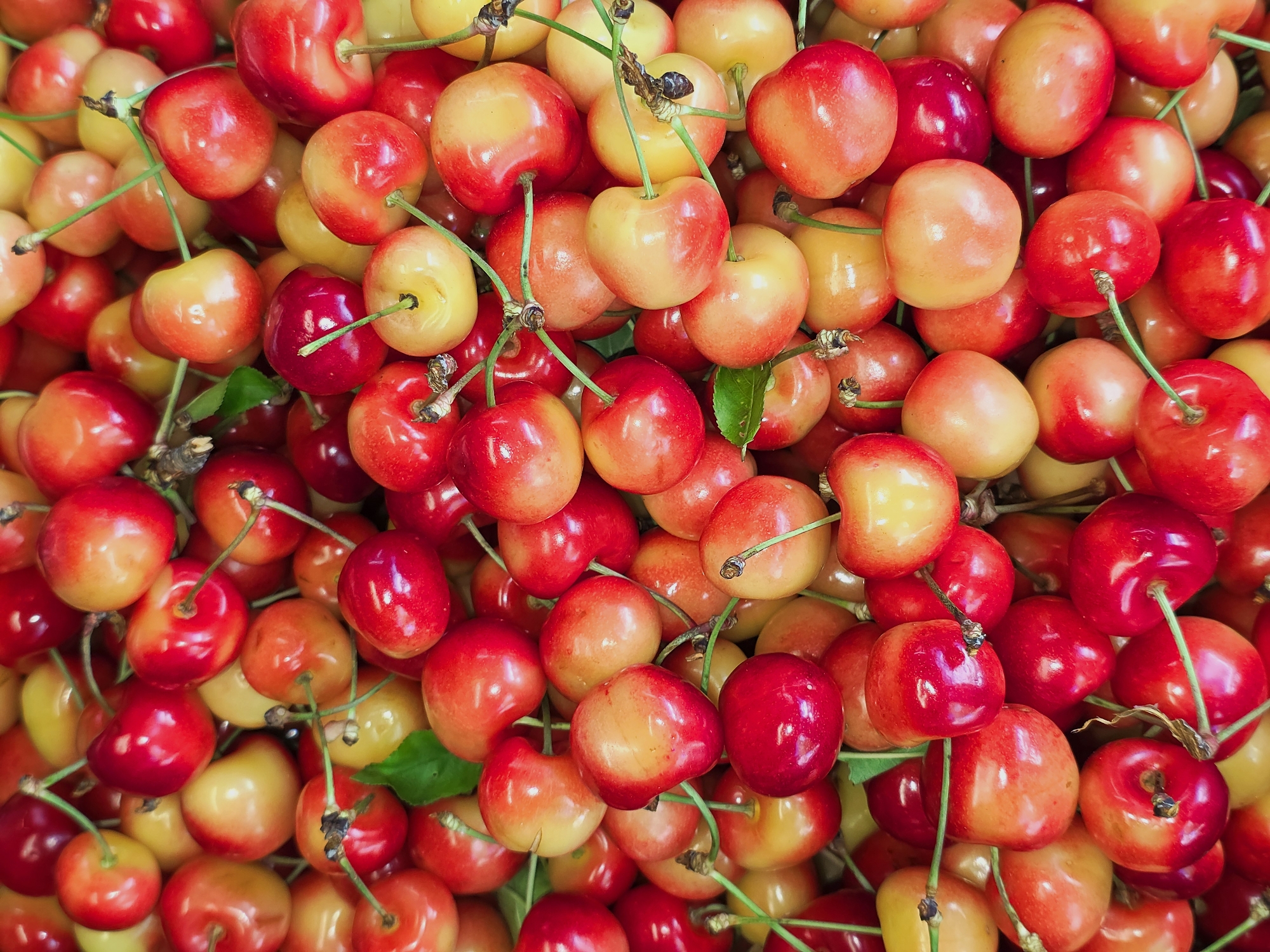 The image is a close-up, overhead view of a large pile of Rainier cherries. The cherries are a mix of yellow and red, with some appearing almost entirely yellow and others a deep red. Many of the cherries have their stems attached. The lighting is bright, highlighting the glossy texture of the fruit. There is no visible indication of the location being in Varna, Bulgaria.