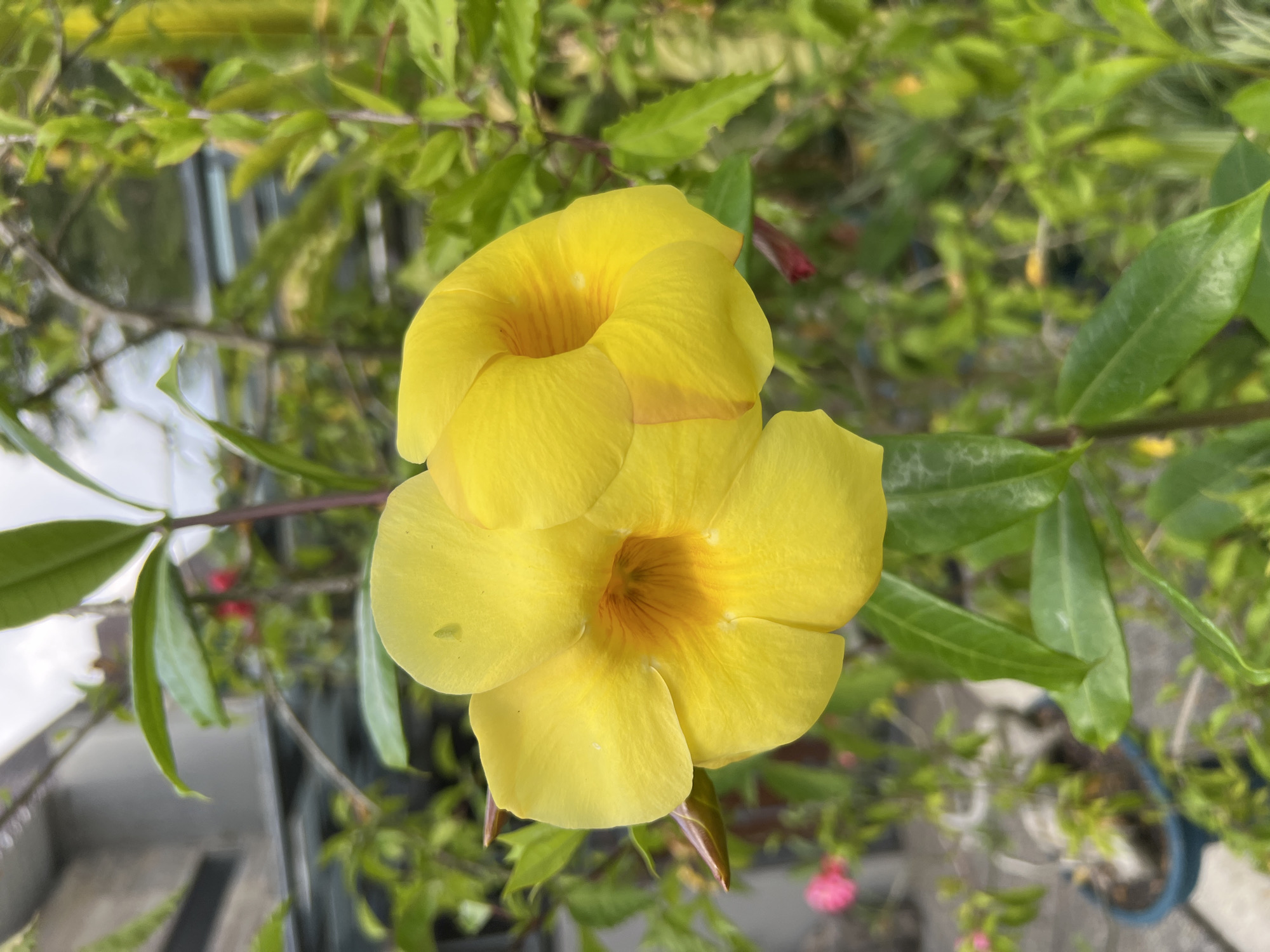 Two bright yellow flowers, likely Allamanda cathartica, are in focus in the foreground, with their trumpet-shaped petals open and revealing an orange hue towards their centers. The flowers are attached to a stem with green leaves and a brown bud. In the background, the scene is blurred, showing more green foliage, some potted plants, and a hint of a building structure. The overall setting suggests an outdoor environment, possibly a garden or a residential area. The image was taken in the Ngaglik area of Indonesia.