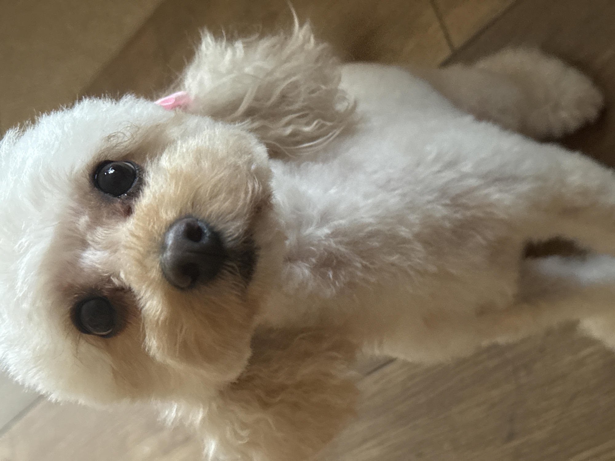 A light-furred dog, possibly a poodle or poodle mix, is lying on a light-colored floor that may be wooden. The dog is looking directly at the viewer. The dog has black eyes and a dark nose. There is a pink ribbon or barrette in the dog's fur on the upper left side of its head. The location of the city of Troyan, Bulgaria is not discernable from the image.