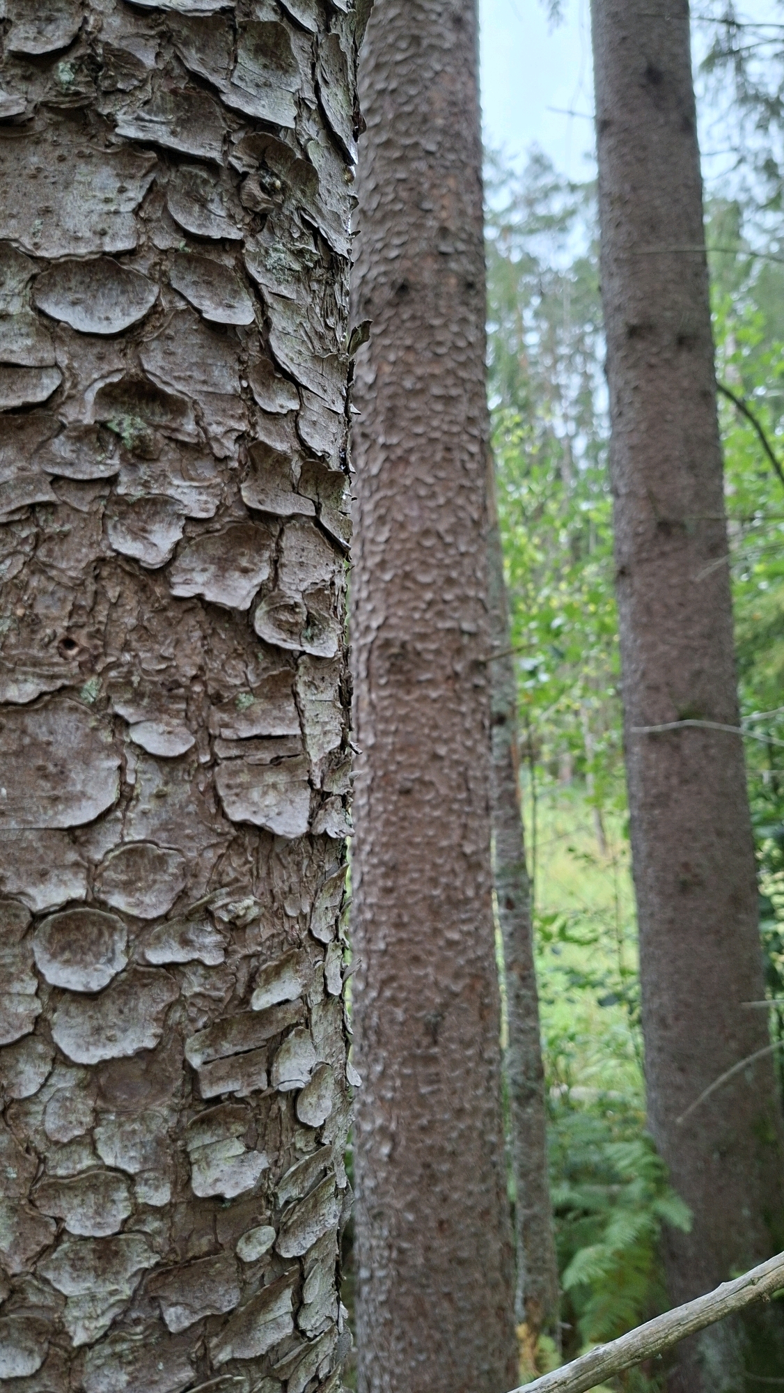 The image shows a close-up view of the textured bark of a coniferous tree in a forest. The bark is rough and scaly, with a rough, uneven surface. Behind the main tree, other similar trees are visible, creating a sense of depth. The background is a blurred mix of green foliage and lighter sky, indicating an outdoor environment. The scene is devoid of any people or specific human-made objects. The location is stated to be in the city of Winkelhaid, Germany, though this cannot be visually verified from the image itself.