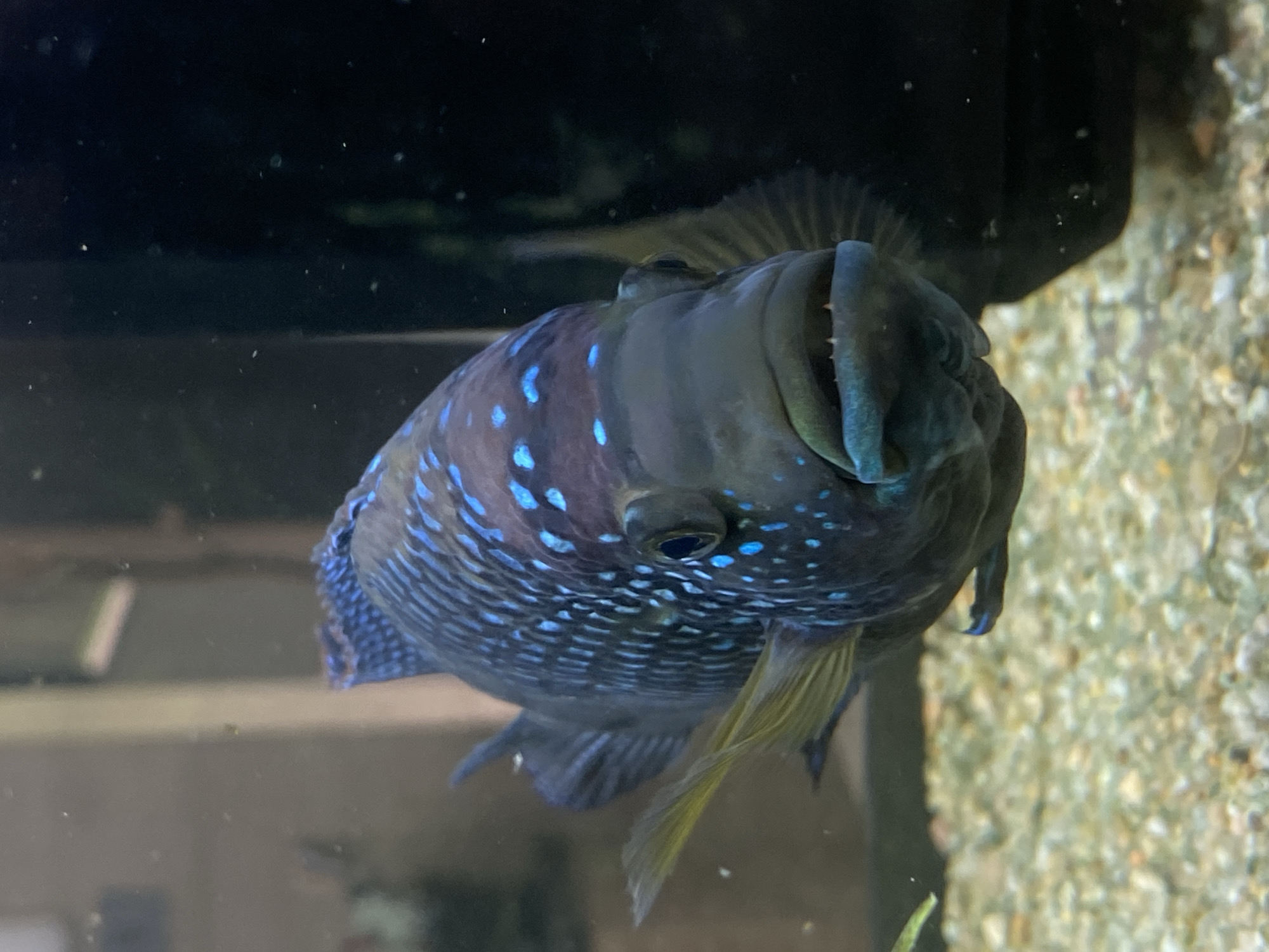 A close-up, head-on, eye-level shot captures a Cichlid fish swimming in an aquarium. The fish, with its dark body adorned with vibrant blue spots, faces forward. Its mouth is slightly open, revealing small teeth. The background is dark and out of focus, with specks of light scattered throughout, suggesting the presence of debris or bubbles in the water. The substrate of the aquarium, composed of small, light-colored pebbles, is visible at the bottom of the frame. The image does not provide any information about its location in the city of Pleven, Bulgaria.