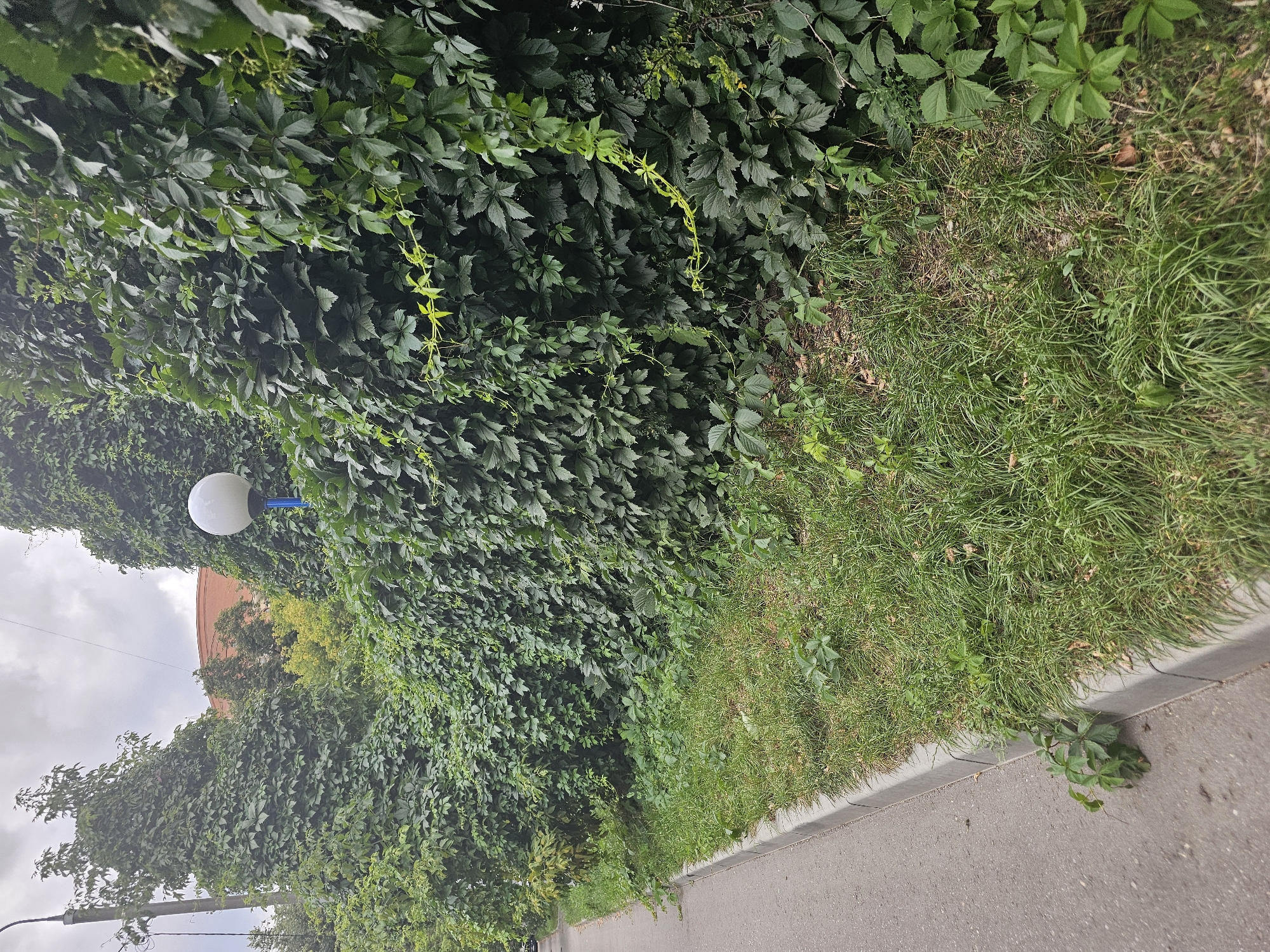 A street-level view captures a dense wall of green foliage, likely Virginia creeper, covering a substantial area. The ivy-covered structure is flanked by a grey asphalt road and sidewalk to the left, with a strip of overgrown grass and weeds between the road and the foliage. A white spherical lamp on a blue pole is visible amidst the greenery. In the background, a red-tiled roof of a building and trees are partially visible against a cloudy sky. The scene appears to be located in an urban area, possibly on a street in Khimki, Russia, judging by the architecture and vegetation.