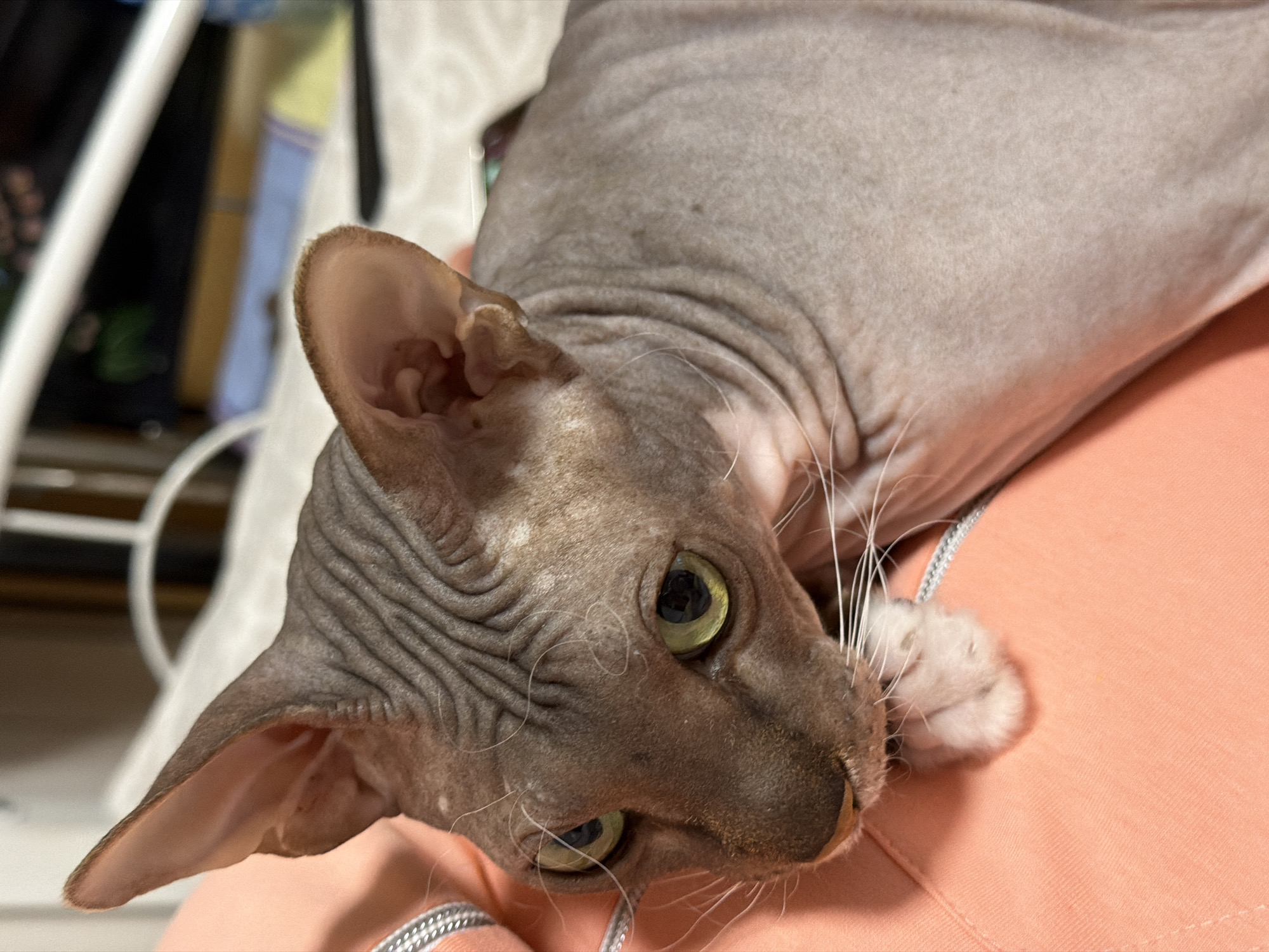 A close-up shows a Sphynx cat lying on a person's shoulder or chest, possibly in an indoor setting. The cat is light gray in color with wrinkled skin, characteristic of its breed. It has green eyes and white whiskers. The person is wearing an orange shirt. The background is blurred, but hints of furniture are visible. There is no information that suggests the photograph was taken in Izhevsk, Russia.