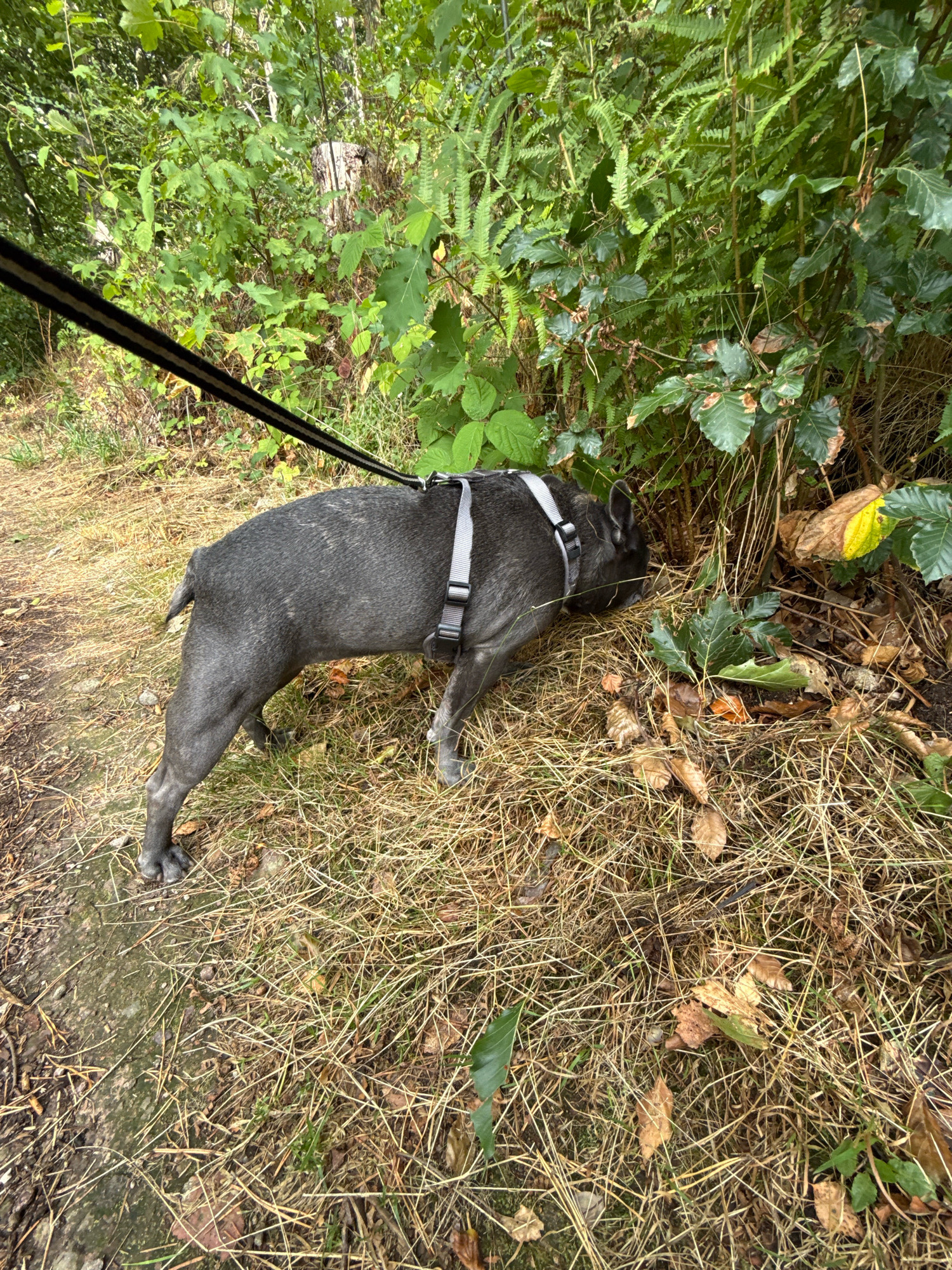 A dark grey French Bulldog is sniffing the ground near some bushes on a dirt path in a wooded area. The dog is wearing a grey harness and is attached to a black leash. The ground is covered in dry grass and fallen leaves. The background consists of dense green foliage. This scene is located in the vicinity of the Ravensberg observation tower in Bad Sachsa, Germany.