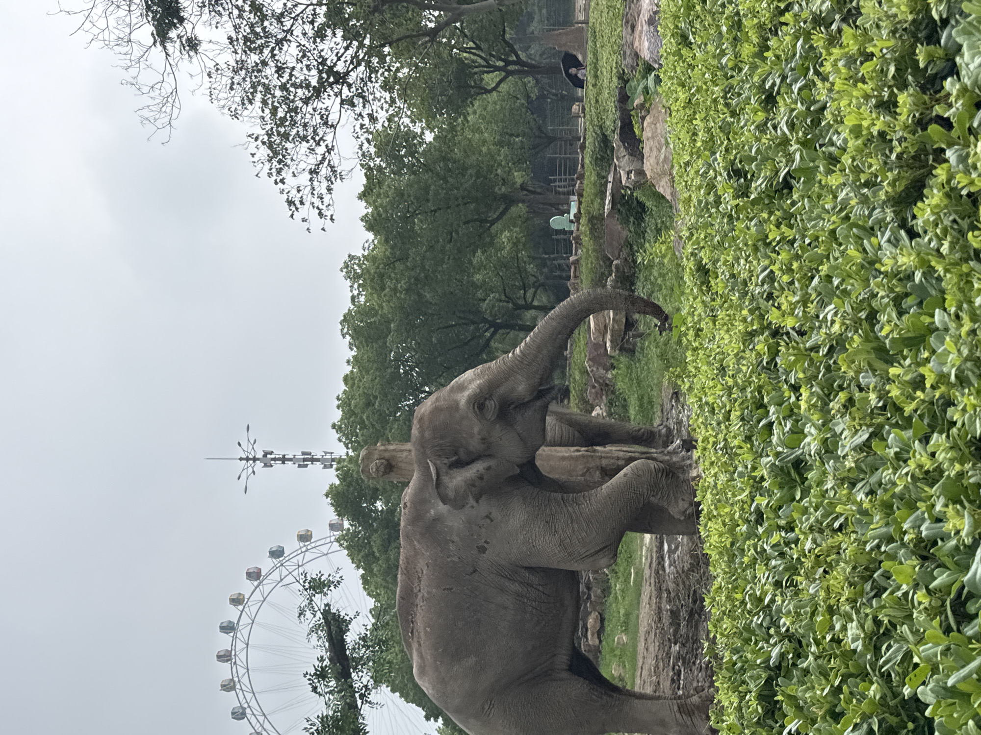 The image depicts an outdoor enclosure at a zoo in Pudong, China. In the foreground, a large elephant stands near a muddy area. Behind the elephant, another elephant is partially visible. A rough-hewn wooden post is situated between them. The background reveals a lush green environment with numerous trees, rocks, and a paved path. In the distance, a Ferris wheel and a tall tower with multiple lights are visible, suggesting the presence of an amusement park or recreational area adjacent to the zoo. Two individuals, one holding an umbrella, are seated on a bench further in the background. The sky is overcast.