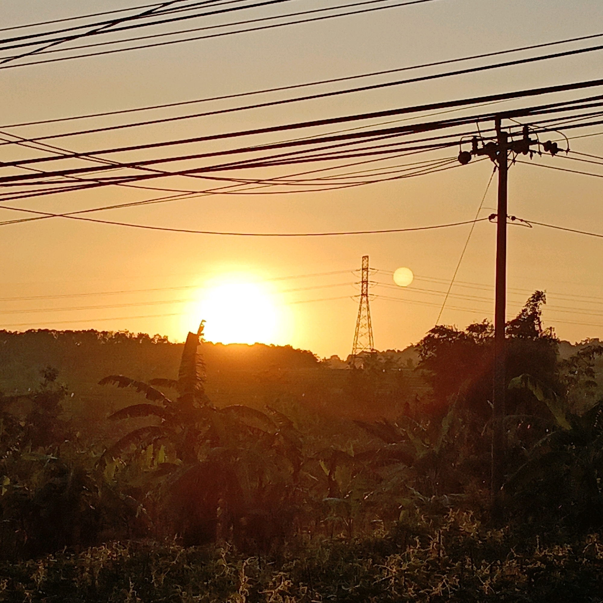 This is a photograph of a sunset scene in Salatiga, Indonesia, featuring a lush, tropical landscape with telephone poles and power lines dominating the foreground and middle ground against the warm glow of the setting sun. The sun itself is a bright, hazy orb, casting a golden light across the sky, which transitions from a pale yellow near the horizon to a muted orange-grey higher up. Multiple power lines crisscross the sky, creating a linear pattern that contrasts with the organic shapes of the vegetation below. A wooden telephone pole with insulators and wiring is prominently positioned to the right of the frame. In the background, a tall, lattice-like transmission tower stands silhouetted against the sun, with a smaller, pale disc, possibly the moon or another celestial body, visible to its right. The lower portion of the image is filled with dense vegetation, including large, broad leaves characteristic of banana plants, and smaller, leafy shrubs, all rendered in dark, shadowed tones due to the backlight from the setting sun. The overall impression is one of a rural or semi-rural setting at dusk, with the presence of human infrastructure integrated into the natural environment.