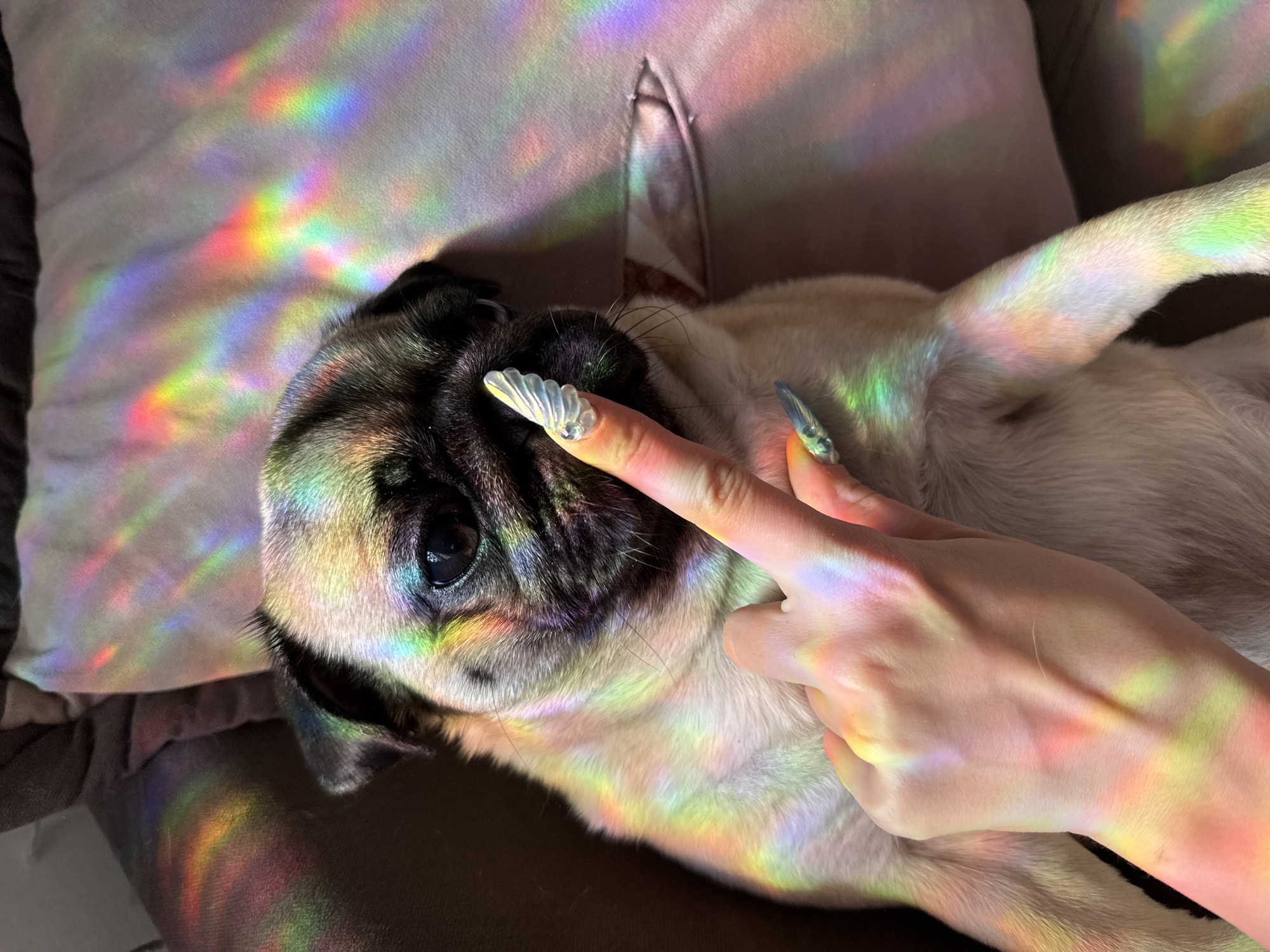 This media file shows a pug lying down on a brown surface, possibly a couch, with a light-colored pillow behind its head. A hand with long, decorative fingernails is gently touching the pug's face, near its eye. The scene is illuminated by colorful light reflections that appear to be from a prism or a similar light-refracting object, casting rainbow-like patterns across the pug, the pillow, and the hand. The pug's expression appears calm and relaxed. The lighting suggests it might be daytime, with sunlight filtering through something that creates the colorful reflections. The focus is on the interaction between the hand and the pug, with the prismatic light adding a dreamy and artistic quality to the image. There is no visible text in the media file.