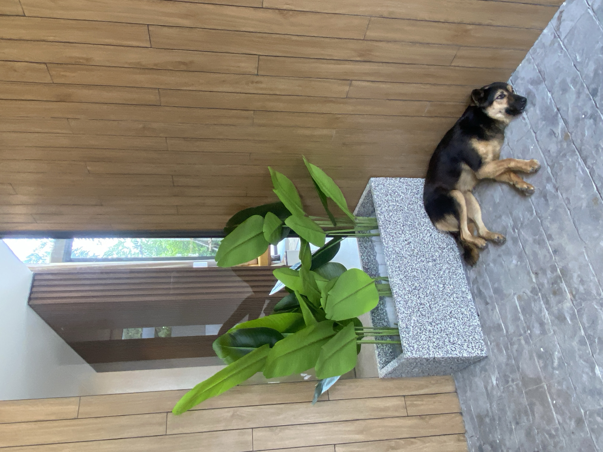 A dog rests beside a planter on a stone floor, adjacent to a wooden-floored area. The planter contains a green leafy plant. A window is visible in the background. The scene appears to be indoors, possibly a residence in Choeng Thale, Thailand.