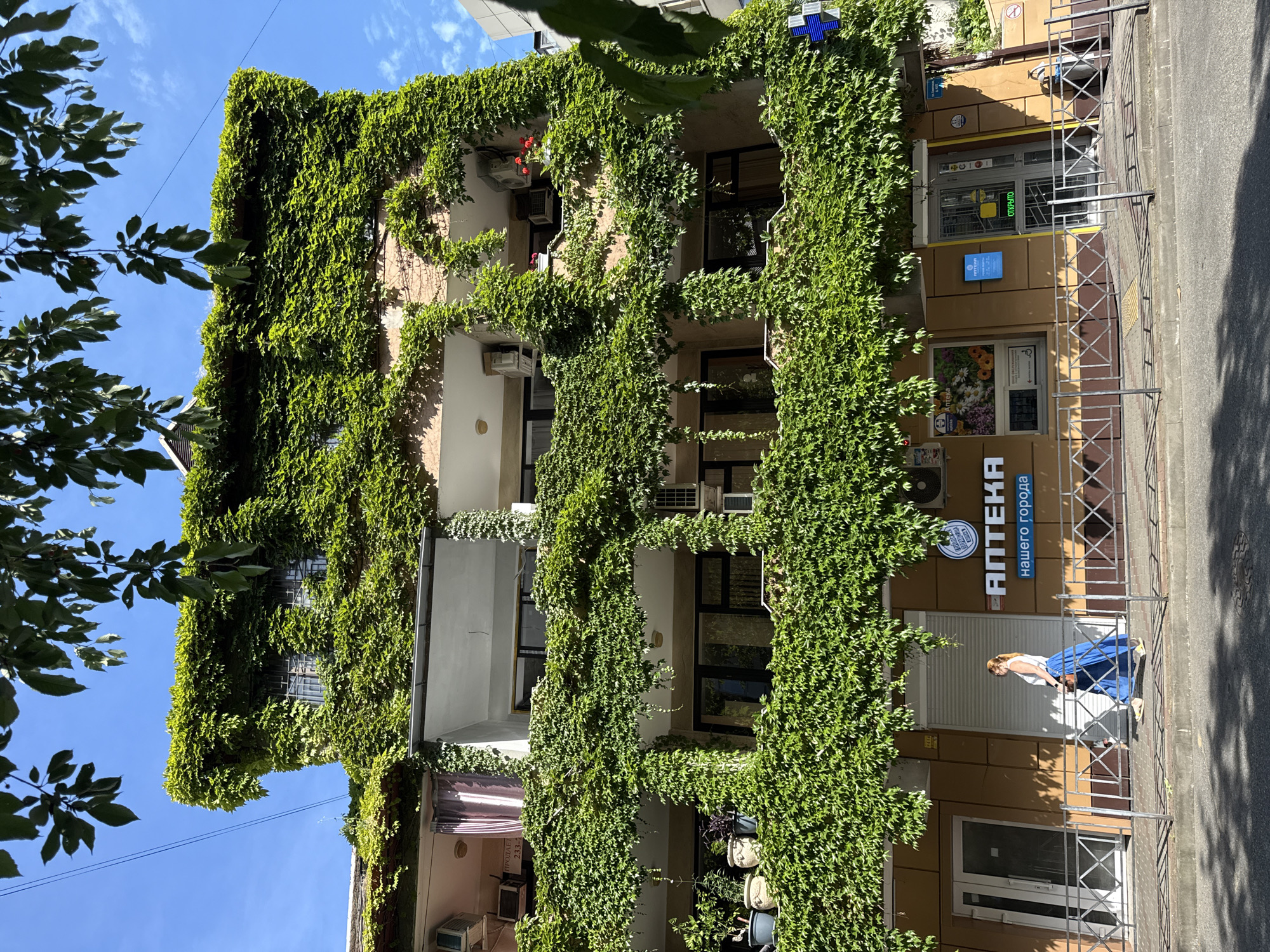 The image depicts a multi-story building facade extensively covered in lush green ivy. The building appears to be located in Sochi, Russia, as indicated by the "АПТЕКА нашего города" (Pharmacy of our city) signage.
On the ground floor, there are storefronts. The left storefront has double glass doors and a metal security gate. The middle storefront has a white roll-down shutter. To the right, there is an entrance to a pharmacy with a glass door displaying a green "ОТКРЫТО" (OPEN) sign and a blue sign with the pharmacy's name. A blue cross symbol is visible on the right side of the building.
A woman with blonde hair, wearing a white top and a long, flowing blue skirt, is walking on the sidewalk in front of the building, facing left. She is carrying a bag. A black dog is walking beside her, close to the fence.
The building features balconies on the upper floors, also partially obscured by the ivy. Some air conditioning units are visible on the facade. Potted plants are placed on the balconies. The sky is clear blue with some scattered clouds. Trees with green leaves overhang the top of the building. A metal fence separates the sidewalk from the building. The scene is lit by bright sunlight, casting shadows on the sidewalk.