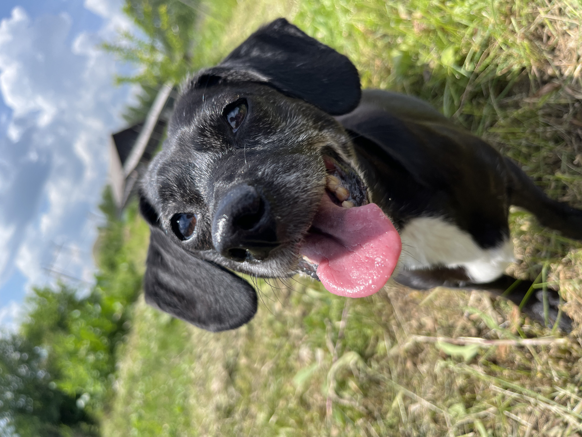 A close-up, low-angle shot captures a black dog with a white chest patch panting outdoors. The dog's mouth is open, its pink tongue hanging out, and its eyes are looking upwards. The background is blurred, showing green grass, trees, and a cloudy blue sky. The overall scene suggests a warm, sunny day. There is no indication of the city of Nizhny Tagil, Russia, or any specific urban environment.