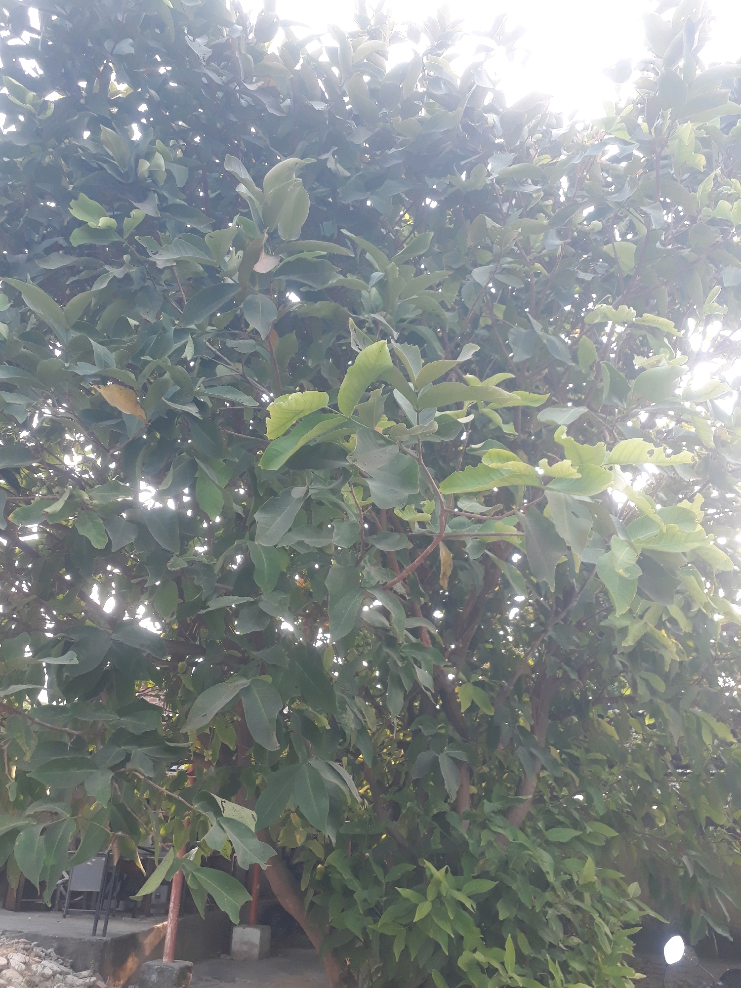 A full-frame, slightly overexposed outdoor shot captures a dense canopy of green leaves and branches against a bright sky. The leaves are predominantly a deep green, with some lighter green and a few dried, yellowing leaves interspersed. Sunlight filters through the foliage, creating bright spots and a hazy effect. The branches are visible as dark, thin lines snaking through the leaves. At the bottom left of the frame, part of a concrete structure, possibly a low wall or foundation, is visible with some scattered rocks. A glimpse of dark furniture, likely chairs, can be seen through the lower branches. The overall impression is that of a lush, leafy tree, possibly in a residential or garden area. Given the context of Pangkalpinang, Indonesia, this scene suggests a common tropical environment, where such trees are prevalent.