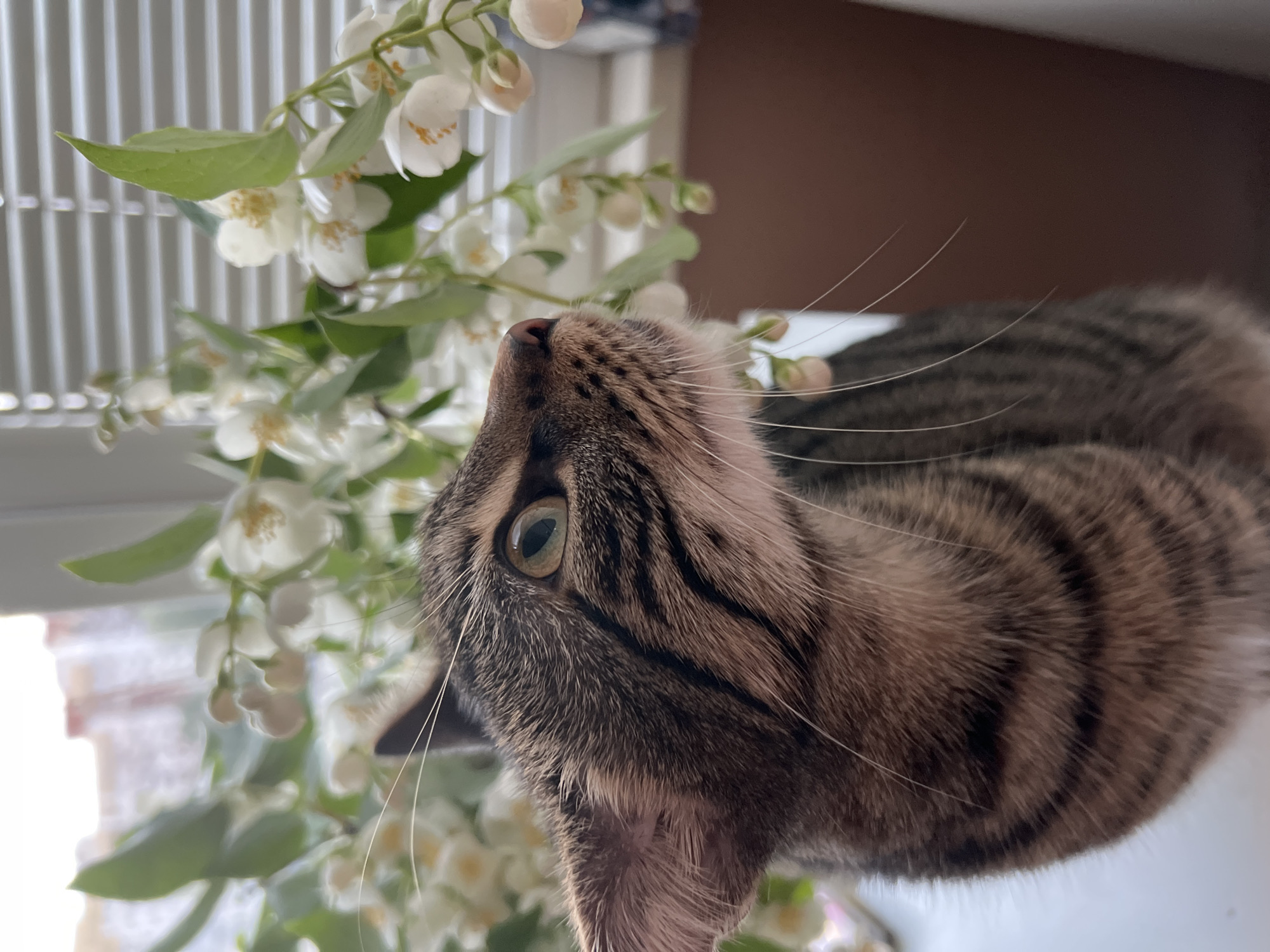 The image displays a close-up, vertically oriented shot of a tabby cat engaging with a cluster of white flowers. The cat is positioned in the foreground, seen from a side profile, looking upwards towards the blooms with a curious or contemplative expression. Its distinctive brown and black striped fur is clearly visible, along with its prominent pink nose and numerous long white whiskers. One of its eyes, a light greenish-yellow, is partially visible.
The white flowers, which appear to be jasmine or mock orange, are abundant, featuring delicate petals and small yellow stamens, interspersed with bright green leaves. They occupy a significant portion of the left and upper areas of the frame. In the background, a white slatted object, possibly a window blind or radiator cover, is visible behind the flowers, suggesting an indoor setting. A solid brown surface forms the background in the upper right.
The natural lighting indicates it is daytime. The overall mood is serene, focusing on the cat's gentle interaction with the flowers. No specific location cues are visible within the image to confirm the context of Sofia, Bulgaria. There is no visible text.