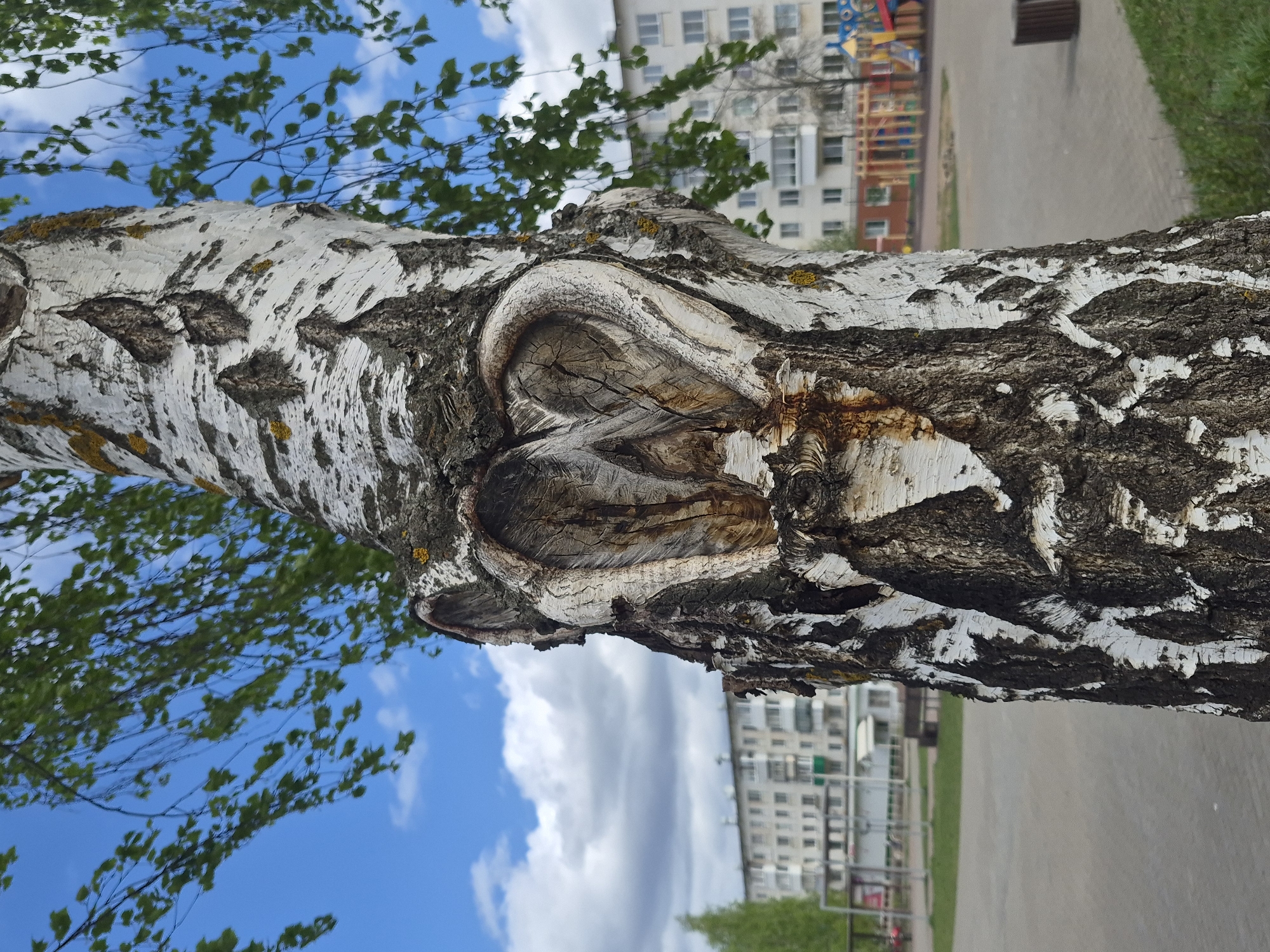 A birch tree trunk is the dominant subject of the image, positioned horizontally across the frame. The tree's distinctive white bark, marked with black patterns and a knot with exposed wood, is clearly visible. In the background, a building with numerous windows suggests an urban environment. Additionally, a glimpse of a playground is discernible, indicating the possible location as a city park or residential area. The sky, with blue patches and scattered clouds, is visible through the tree branches with young green leaves, suggesting springtime. The ground shows a paved area, implying a walkway or street.