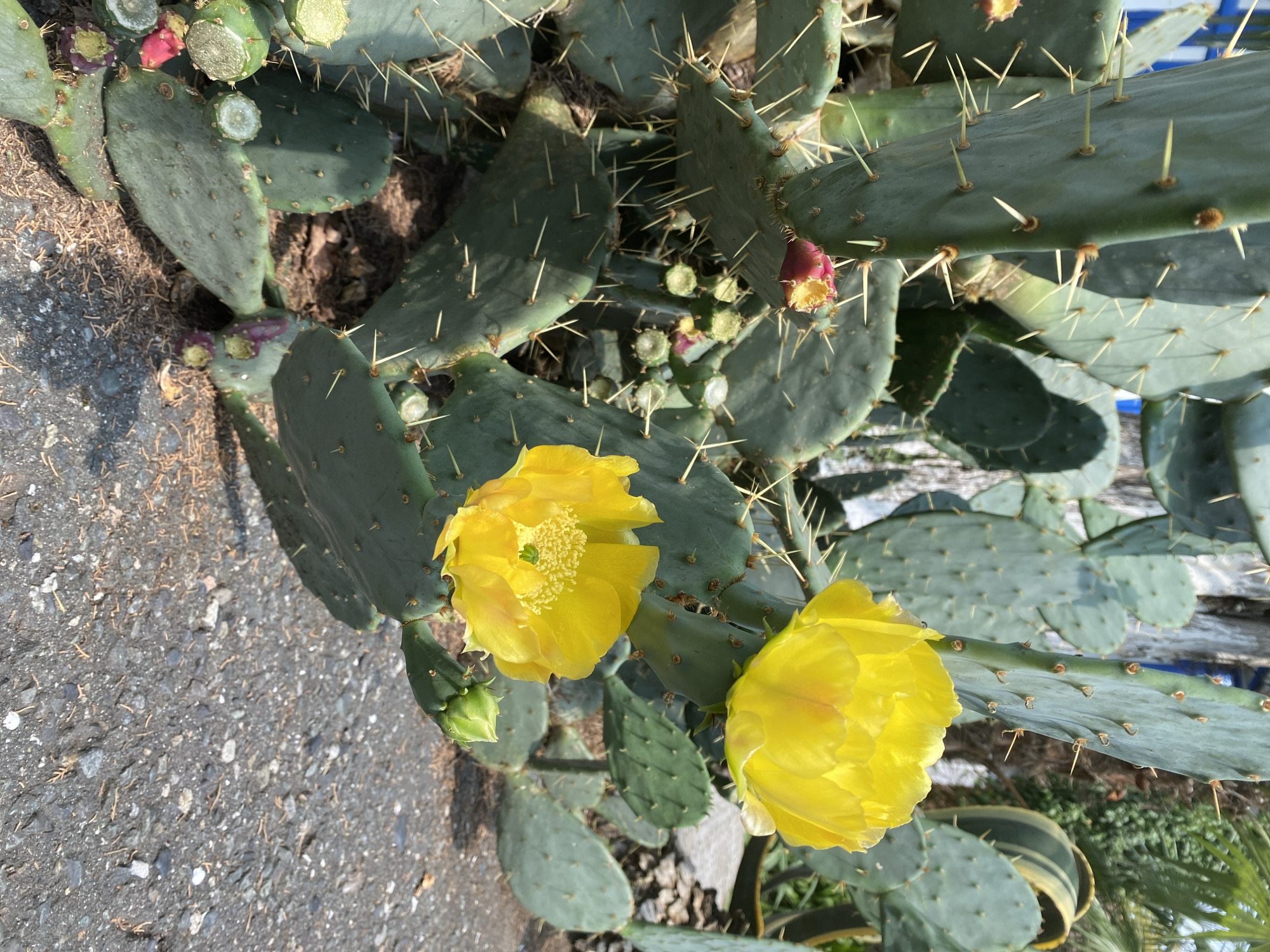 A close-up, eye-level shot captures a prickly pear cactus in bloom, situated on an asphalt surface. Two vibrant yellow flowers are prominent, one in the upper right and another in the lower center, with a small green bud visible to the right of the lower flower. The cactus pads are a muted green, covered in numerous sharp spines. Several reddish-pink fruits, some appearing partially eaten or dried, are scattered among the lower pads. The background reveals more of the cactus plant, a glimpse of a blue fence, and lush green foliage, suggesting a warm, outdoor environment. The scene is likely in Sokhumi, Abkhazia, given the context provided. No people are present in the image.