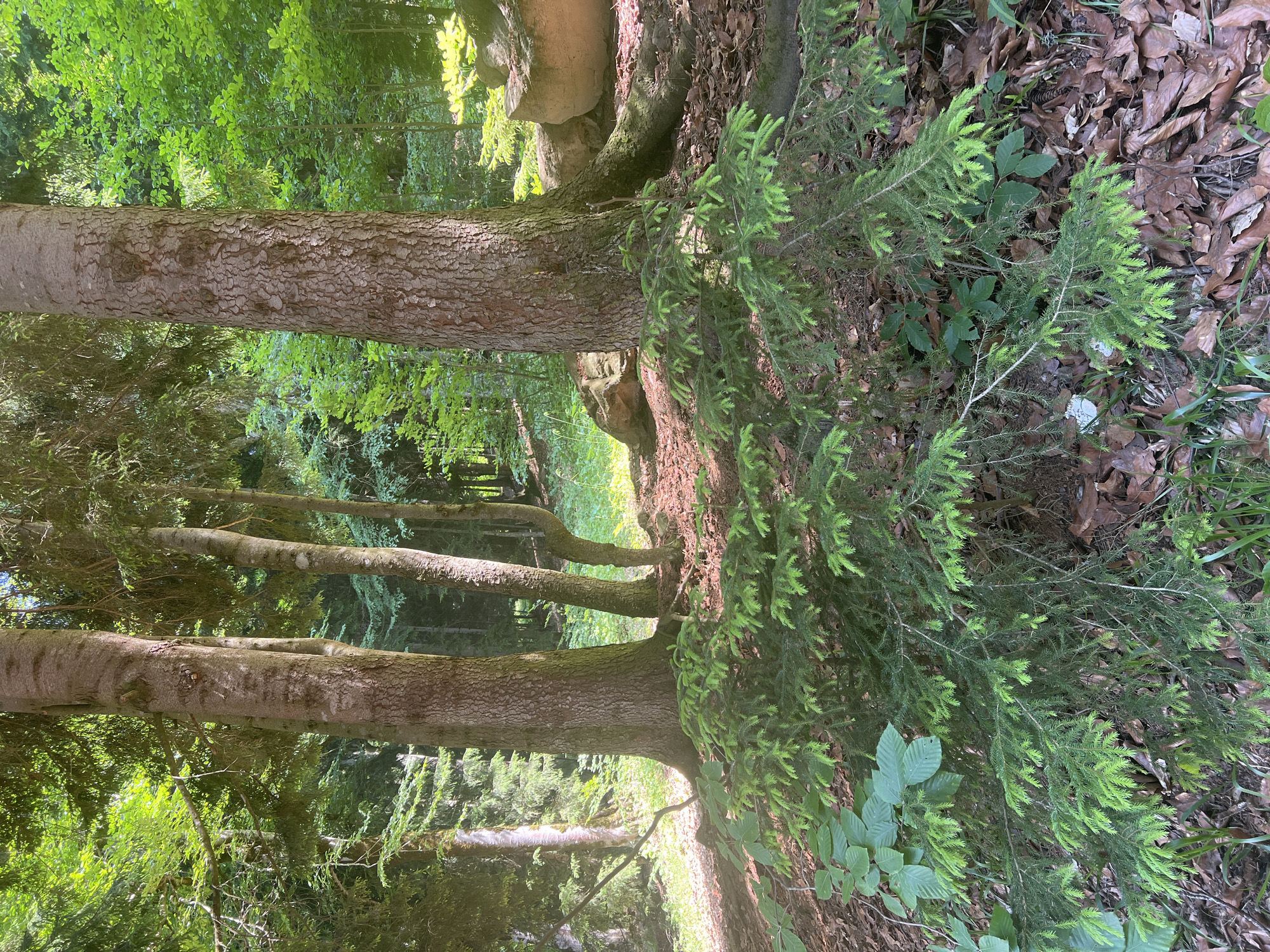 The image depicts a forest scene with several large trees. In the foreground, a young evergreen sapling with bright green needles is growing amongst fallen brown leaves and some green foliage. Behind the sapling, the thick trunks of mature trees are visible, with rough bark. The background is filled with more trees and lush green foliage, suggesting a dense forest. Sunlight filters through the canopy, creating dappled light on the forest floor. The overall impression is of a natural, wooded environment. There are no people or animals visible in the image. The specific location in Bakuriani, Georgia, cannot be determined from the image alone.