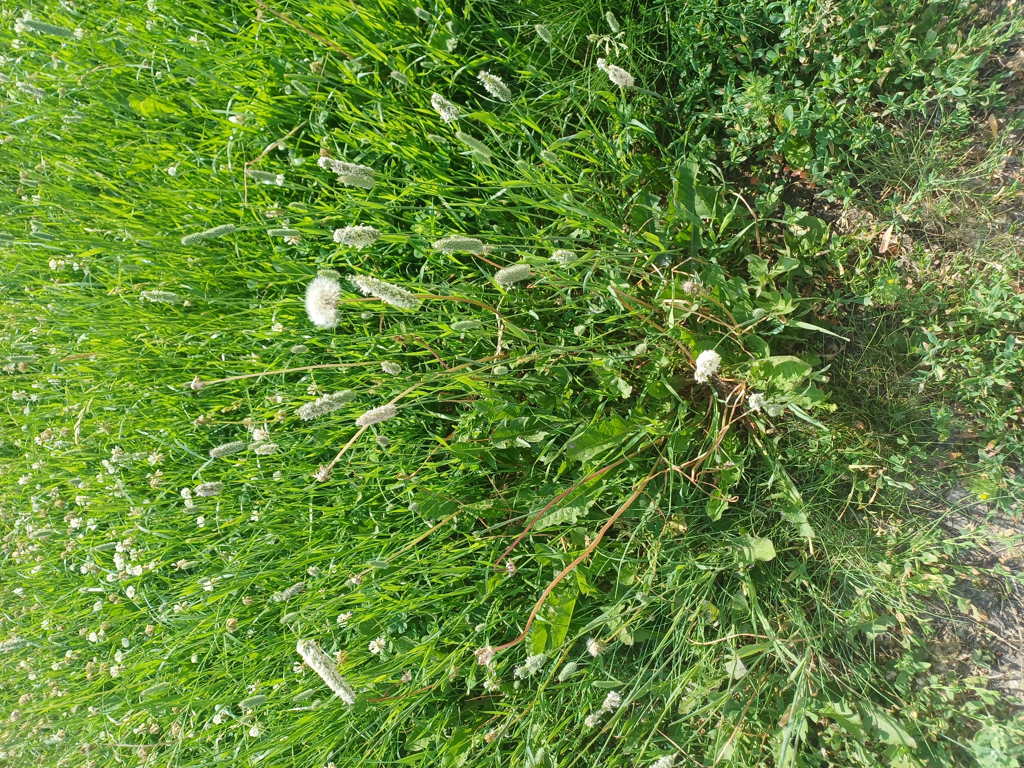A close-up, overhead shot captures a patch of dense, green grass interspersed with white clover flowers and several mature dandelion seed heads. The foreground shows the edge of a paved surface, possibly a path or road, with loose soil and grass encroaching on its edge. The lighting suggests a bright, sunny day, casting subtle shadows within the vegetation. No people are present in the image. The location in Elitnyi, Russia is inferred from the provided context.