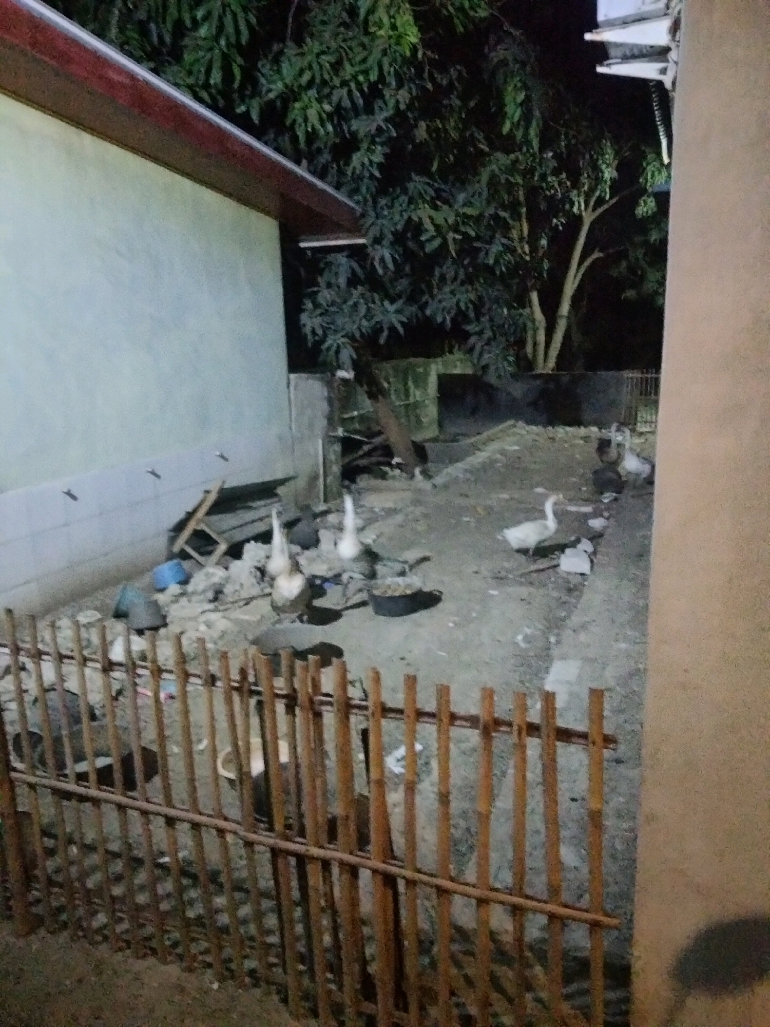 This is a nighttime photograph of a backyard in Suka Sari, Indonesia, showing a light-colored building with a dark-brown roofline on the left, a wall, and a bamboo fence in the foreground. Several geese are visible in the yard, some standing and some possibly sitting. The ground is covered with dirt and debris, including scattered garbage and what appears to be construction materials like broken wood and concrete. A damaged wooden chair or table is leaning against the building. In the background, trees with dark leaves are visible. A large, light-colored pillar or wall is on the right side of the image.