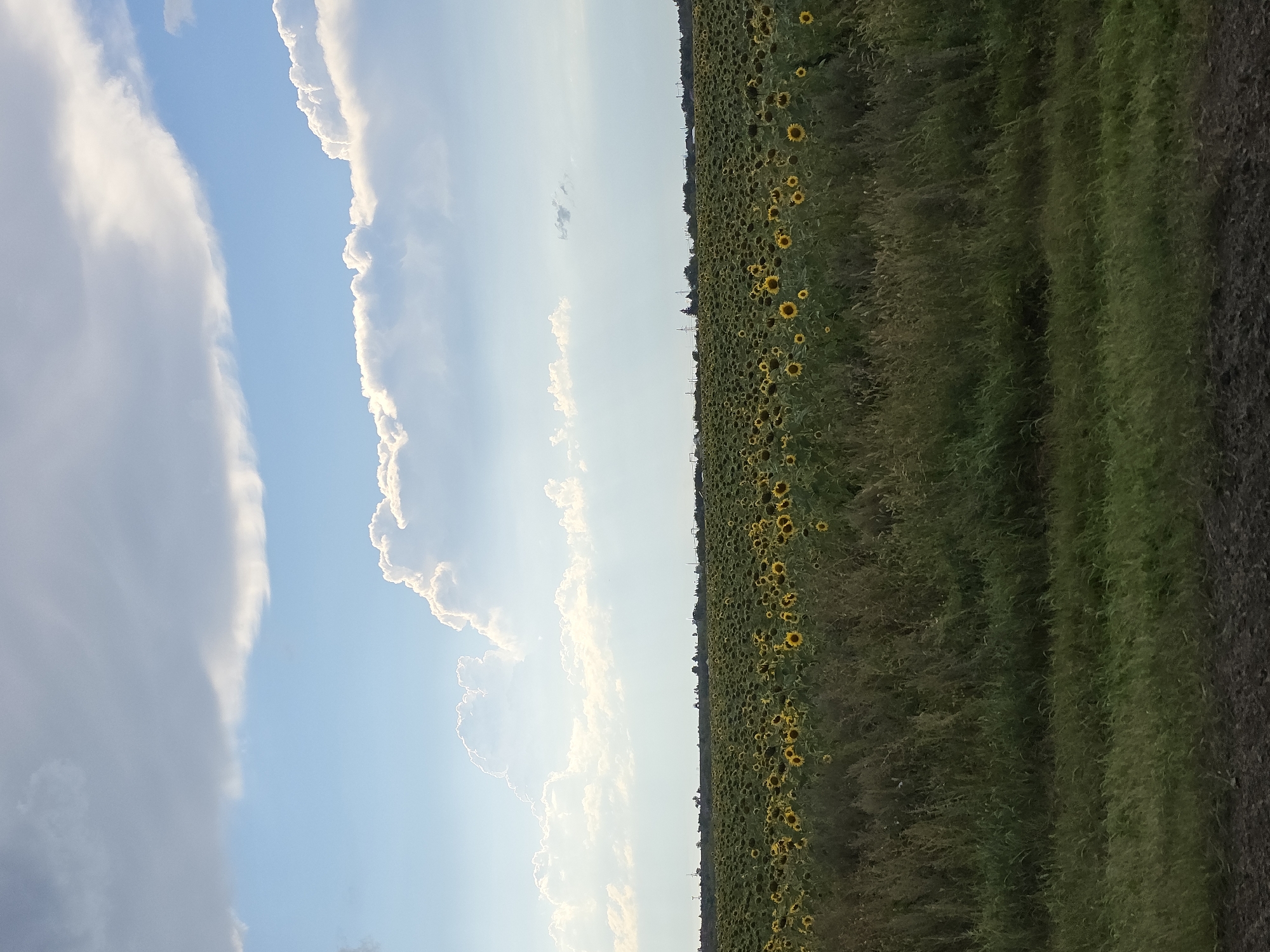 A wide-angle, eye-level shot captures a vast field of sunflowers under a bright, partially cloudy sky. The sunflowers, with their yellow petals and dark centers, stretch across the horizon, appearing as a dense carpet of bloom. In the foreground, tall, green grass and some dry stalks create a textured border. The sky is a vivid blue, punctuated by large, puffy white clouds and some thinner, wispy formations, particularly on the left side. The distant horizon shows a line of trees and what appear to be man-made structures, possibly farm buildings or utility poles. The overall scene suggests a rural landscape in the late afternoon or early evening, given the quality of light and cloud formations. No people or animals are visible in the image.