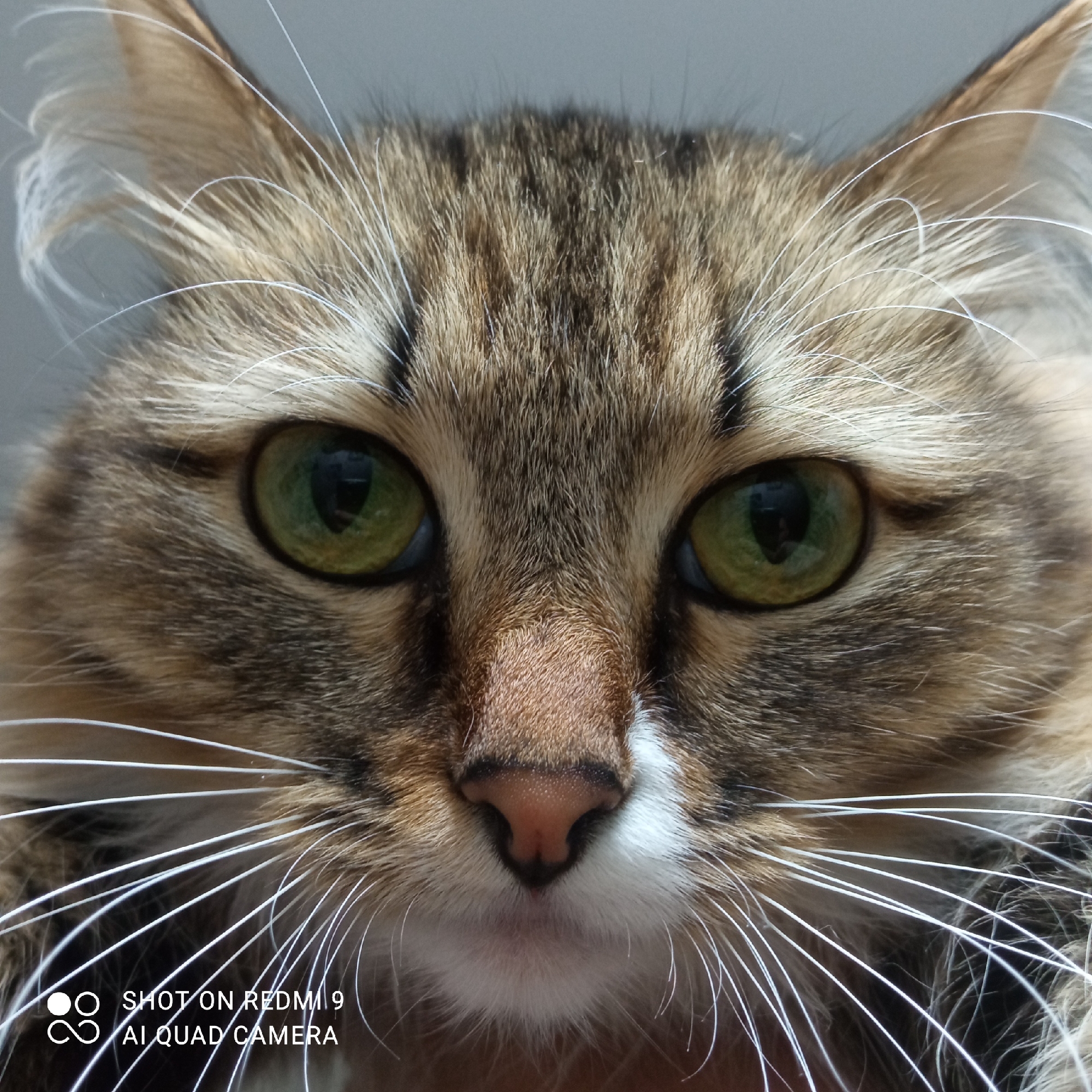This image is a close-up of a cat's face. The cat has green eyes, a brown and white patterned coat, and long white whiskers. The camera's watermark indicates it was taken with a Redmi 9 AI Quad Camera. There is no information in the image to confirm the location in the city of Chaikovsky, Russia.