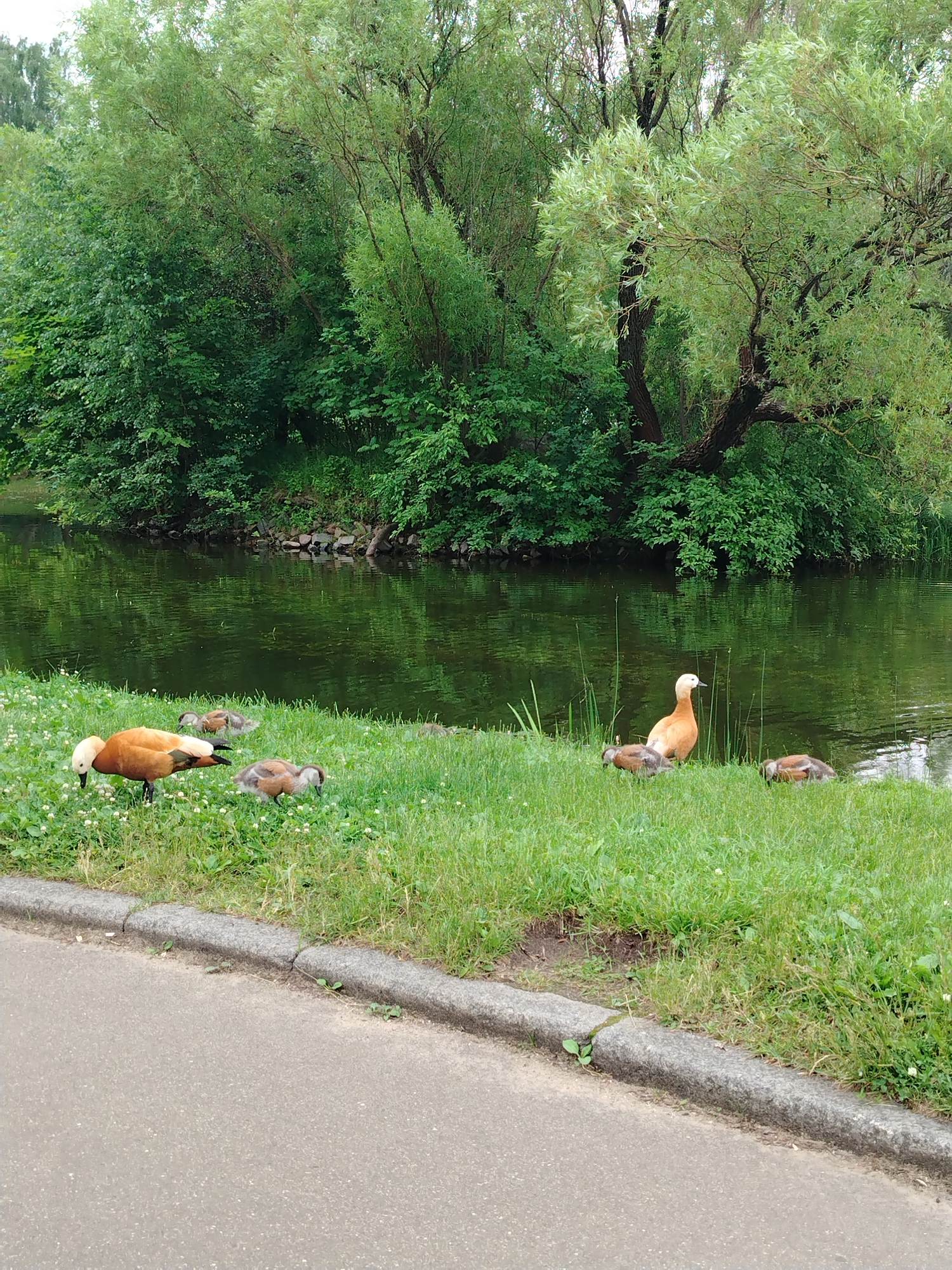 In a picturesque park scene in Moscow, Russia, a body of water reflecting the lush greenery of surrounding trees forms the backdrop. The water's surface is calm, with hints of ripples suggesting a gentle breeze. Along the grassy bank, a group of ruddy shelducks, distinguished by their reddish-brown plumage and white heads, are resting.
One adult duck stands alert, its head lowered as if foraging amongst the small white wildflowers dotting the vibrant green grass. Nearby, several ducklings, covered in fluffy brown down, huddle close to the adult or rest, seemingly undisturbed by the presence of onlookers. The scene suggests a peaceful family gathering in nature.
The time of day appears to be overcast, indicated by the diffused light and lack of harsh shadows, perhaps early morning or late afternoon. The overall atmosphere is serene and tranquil, evoking a sense of calm and natural beauty. The foreground features a paved path and a grey concrete curb, hinting at a well-maintained park area designed for visitors to enjoy the natural surroundings. No visible text is present in the image.