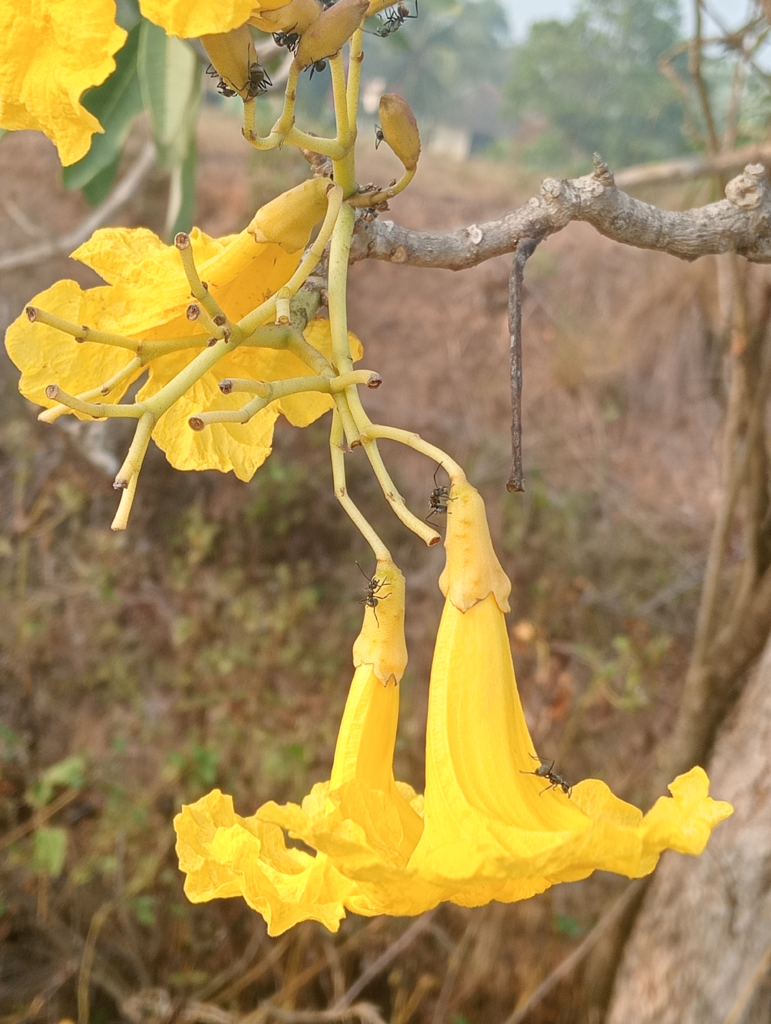 In Sidoharjo, Indonesia, a close-up image captures a cluster of bright yellow flowers with prominent ants. The flowers, characterized by their trumpet-like shape and delicate, crinkled petals, hang from thin, light green stems. Several ants are visible, meticulously navigating the floral structures. One ant is positioned on the tip of a flower petal, while others are seen on the stems and bud-like parts of the blossoms. The background is softly blurred, revealing the natural environment with hints of trees and foliage, suggesting an outdoor setting.