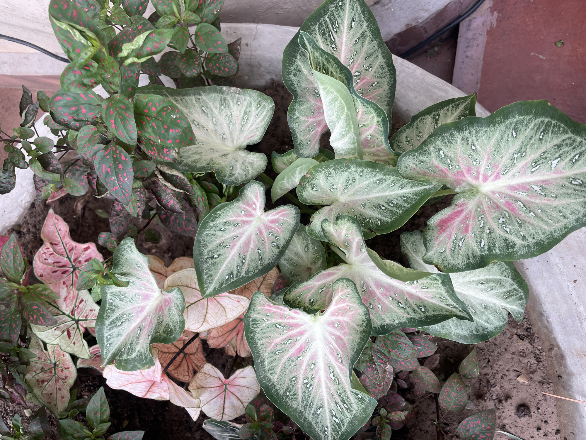 The image shows a close-up view of a planter pot filled with various plants. Dominating the scene are several caladium plants with large, heart-shaped leaves featuring a mix of green, white, and pink hues. These leaves exhibit intricate patterns of veins and coloration. Interspersed among the caladiums is a polka dot plant, distinguished by its smaller green leaves speckled with pink spots. The plants are contained within a light gray or off-white pot, with soil visible in the lower right corner. The location is specified as Chandigarh, India, although there are no visual cues within the image itself to confirm this.