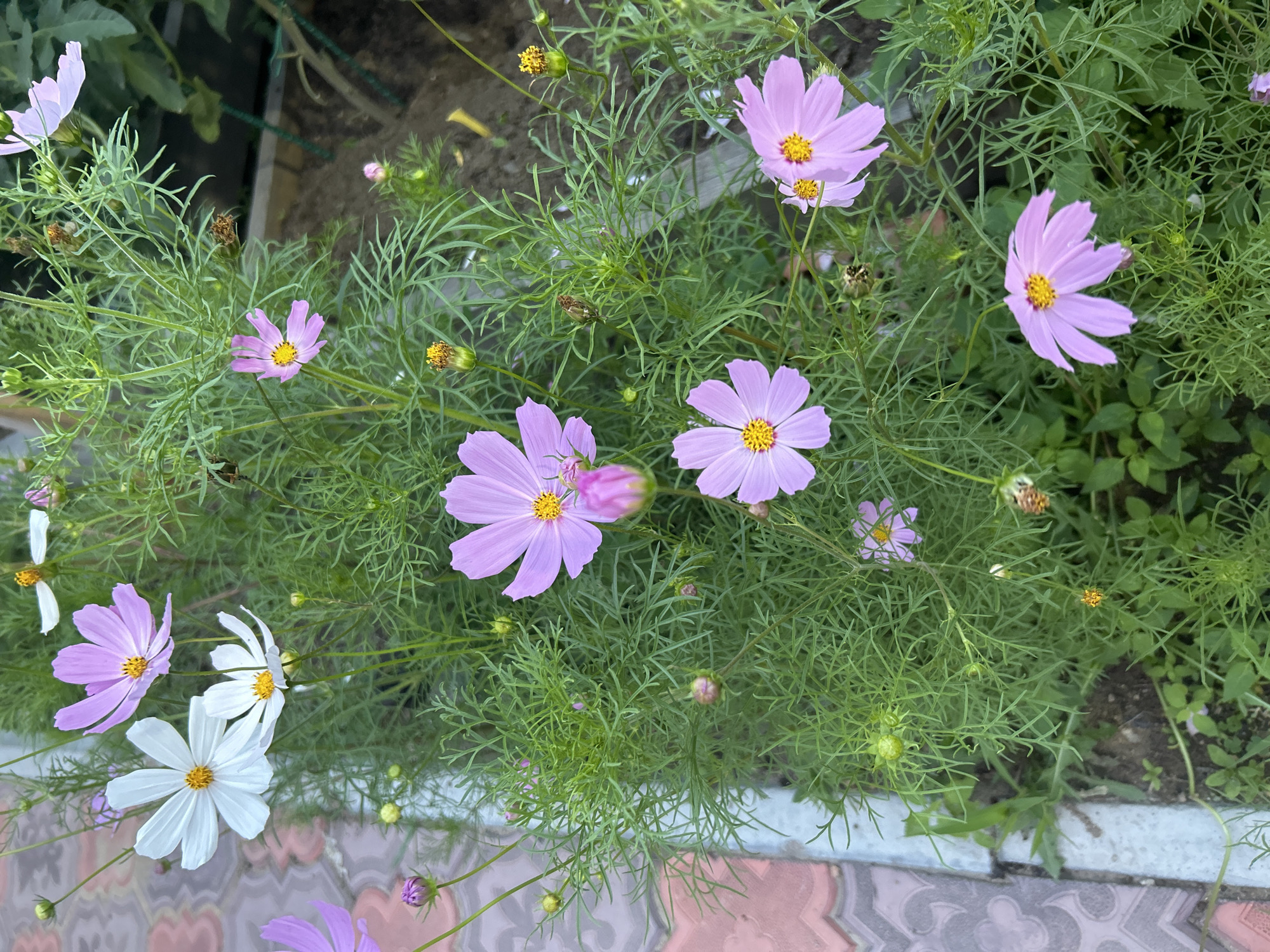 This is a medium-angle, eye-level, full-shot photograph of a garden bed filled with cosmos flowers. The flowers are predominantly pink and white, with some buds visible. The plants have thin, feathery green leaves. To the left of the frame, a pathway made of interlocking paving stones is visible, with a concrete curb separating it from the garden. The background is blurred, but appears to be more greenery and possibly some garden fencing or structure. The scene is outdoors, with natural lighting. The location is unknown.