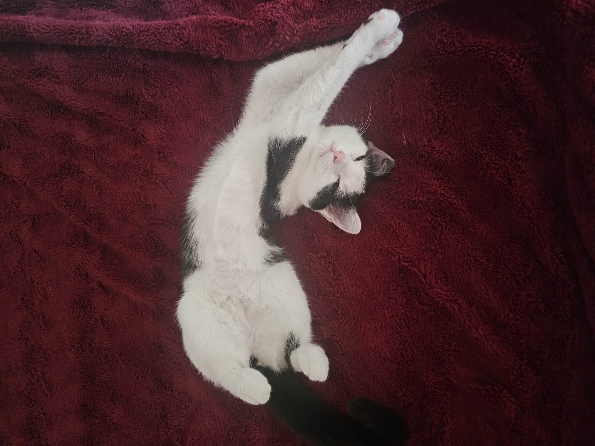 An overhead photograph captures a black and white cat stretching luxuriously on a vibrant dark red, fuzzy blanket. The feline is positioned diagonally, lying on its back with its front paws extended upwards and its back paws gently curled. Its eyes are partially closed, conveying a sense of profound relaxation or sleep, and its small pink nose is visible. The cat's fur is predominantly white, accented by distinct black patches on its head, around its ears and one eye, and a larger irregular patch across its body. Its black tail extends towards the bottom left of the frame. The blanket, made of a soft, plush material, displays a subtly textured pattern that adds to the coziness of the scene. The image focuses entirely on the cat and its immediate surroundings, highlighting its comfortable posture. There is no visible text, and no specific time of day or geographical cues are present within the frame.