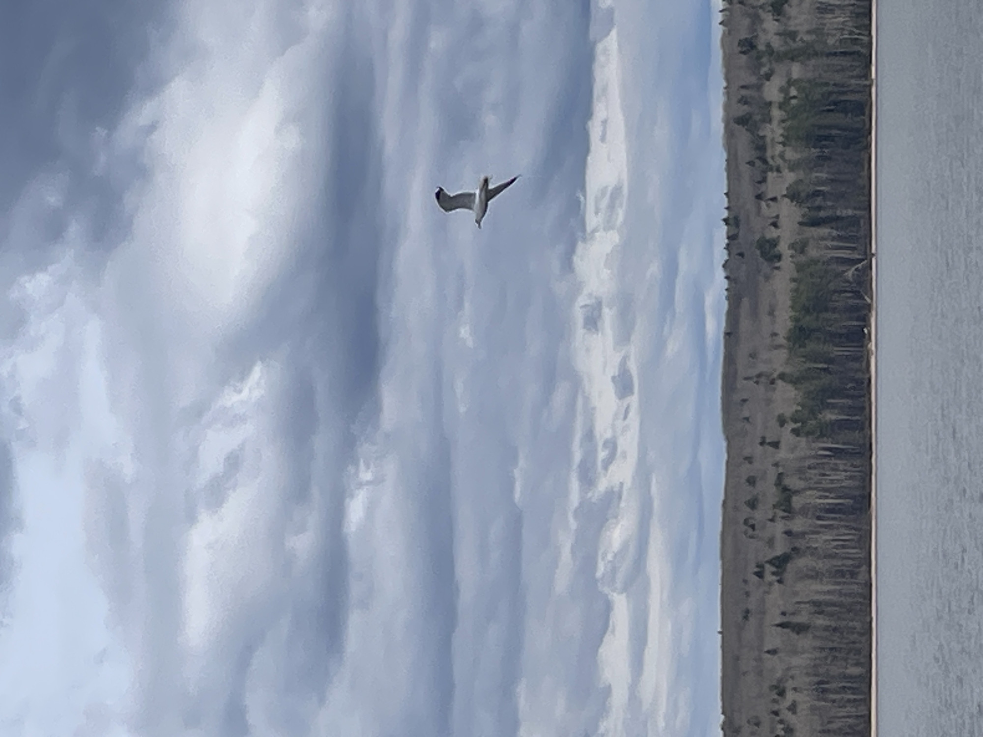 A view of Chaikovsky, Russia shows a grey sky filled with light and dark clouds, with a single bird, a gull in mid-flight. A shoreline of trees in various shades of brown and green is on the right side of the image, and a body of water is visible next to it.