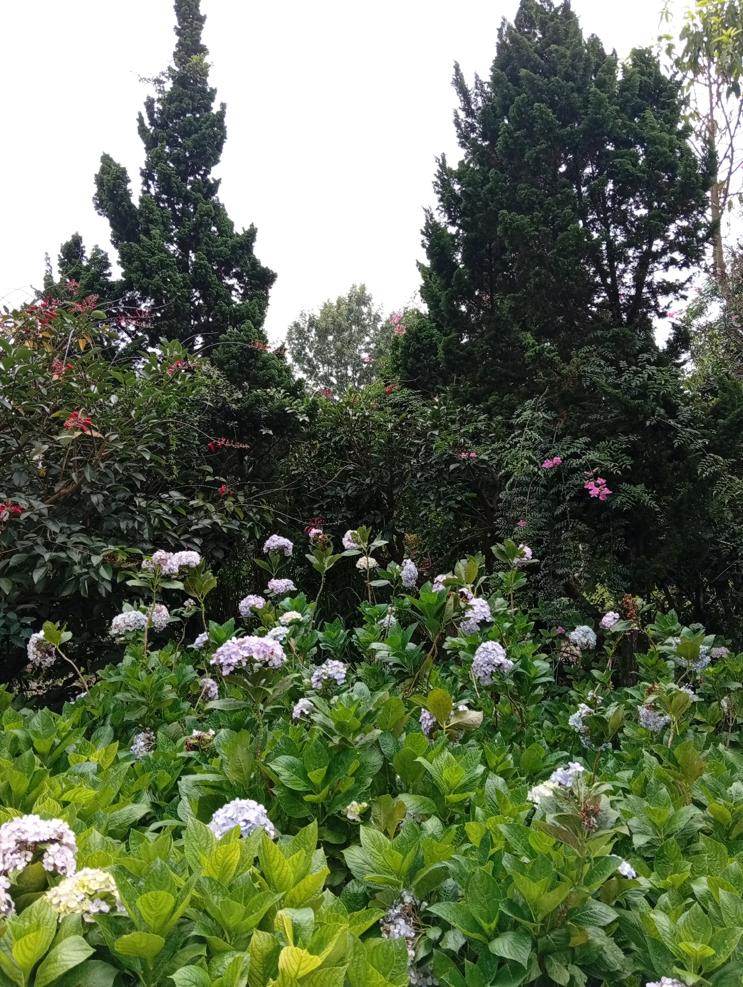 A vertical, eye-level, medium shot captures a lush garden scene in Da Lat, Vietnam, dominated by vibrant greenery and clusters of light purple hydrangeas in the foreground. Two tall, dark green cypress trees rise prominently behind a dense layer of foliage, their conical shapes piercing the overcast sky. The hydrangeas, in various stages of bloom, form a carpet of soft color, interspersed with larger, darker green leaves. Smaller red flowers are visible deeper within the garden, adding subtle accents to the dominant green and purple palette. The overall impression is one of natural beauty and tranquility, typical of Da Lat's cooler climate and abundant plant life.