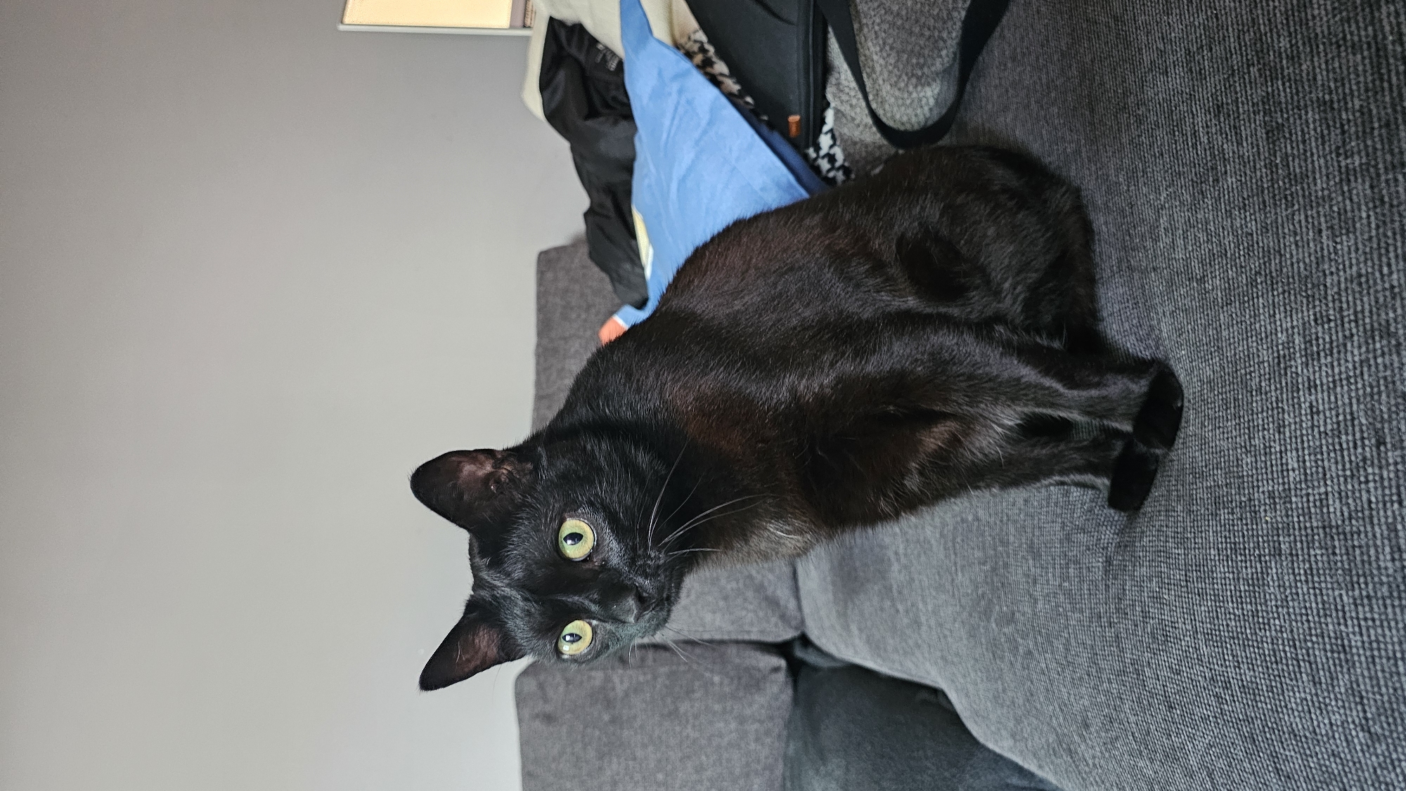 A black cat with green eyes is lying on a gray upholstered sofa. Behind the cat is a cluttered surface with clothing and a blue bag. The background includes a gray wall. The scene appears to be indoors. The location information is not discernible from the image.