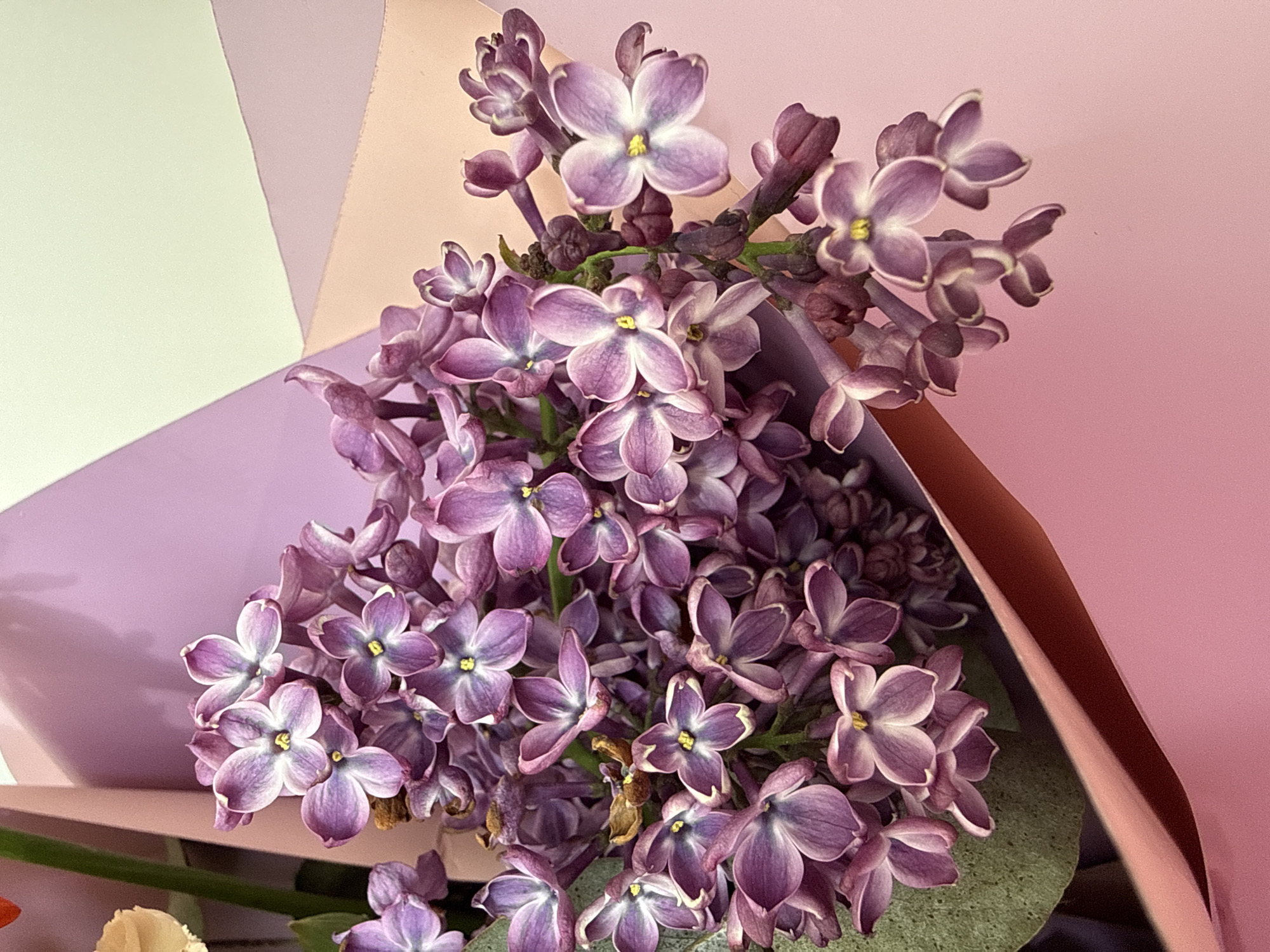 A bouquet of purple lilac flowers fills the frame, arranged against a background of colored paper in pastel shades of green, peach, and pink. The flowers are the focal point, their delicate petals and clusters creating a lush, textured effect. The background is simple, providing a clean and modern contrast to the natural beauty of the flowers. There is no indication of Moscow, Russia or any city visible.